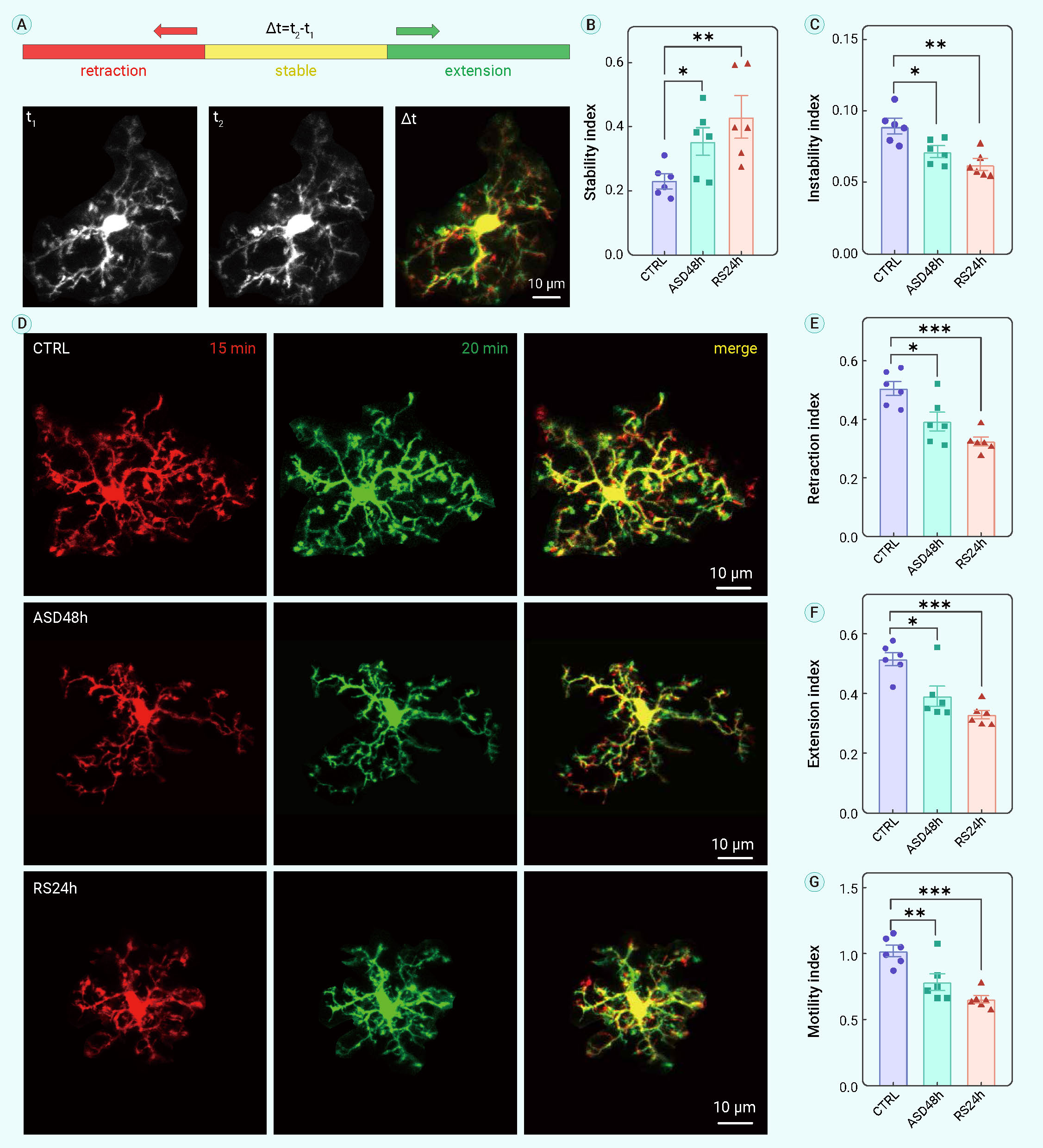 Sustained Microglial Activation And Accelerated Elimination Of