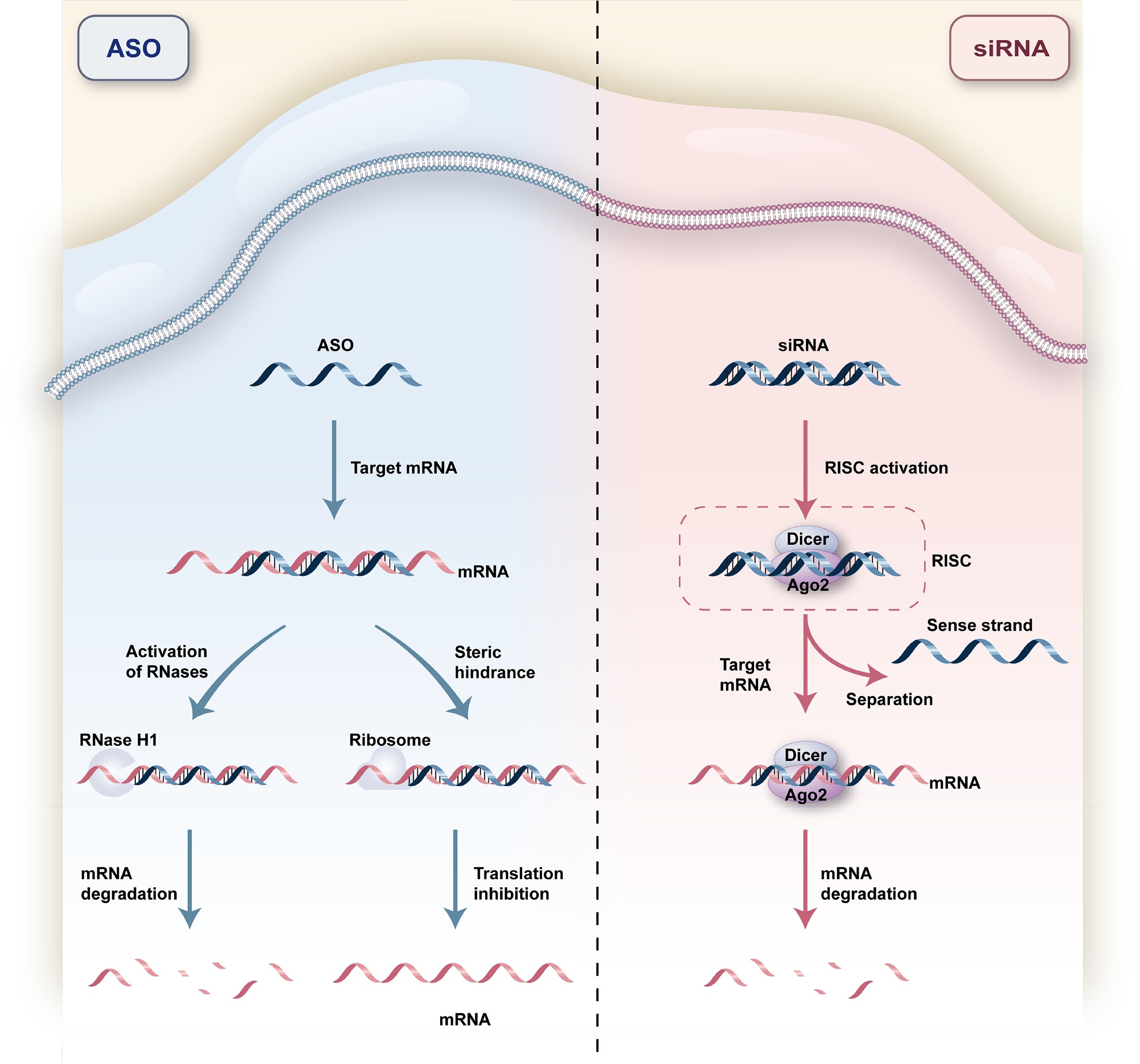 New trends of oligonucleotide-based therapeutics