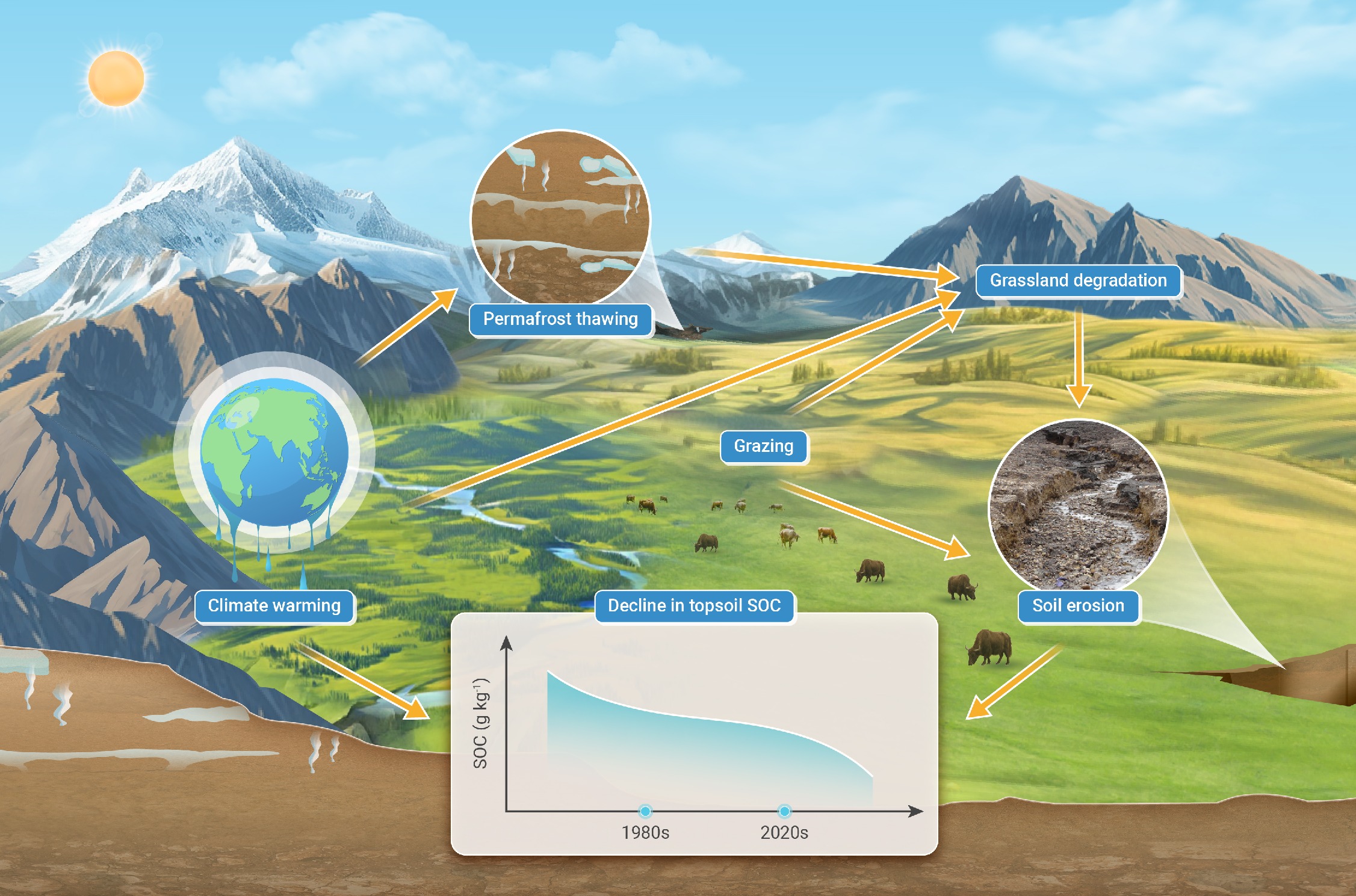 Accelerated warming and soil erosion drive topsoil carbon decline