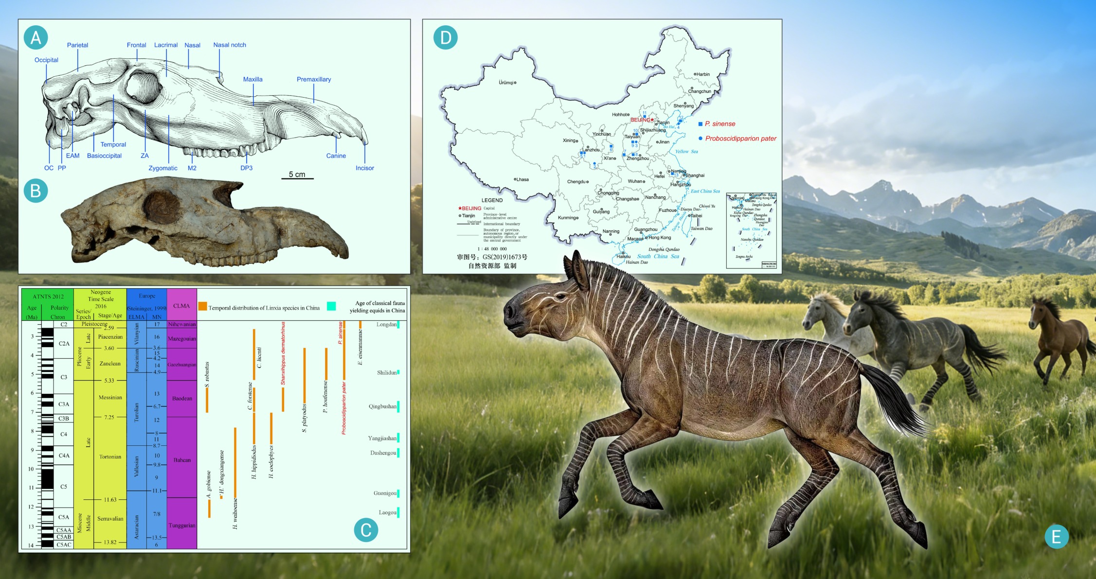 Functional innovation and adaptive evolution of the