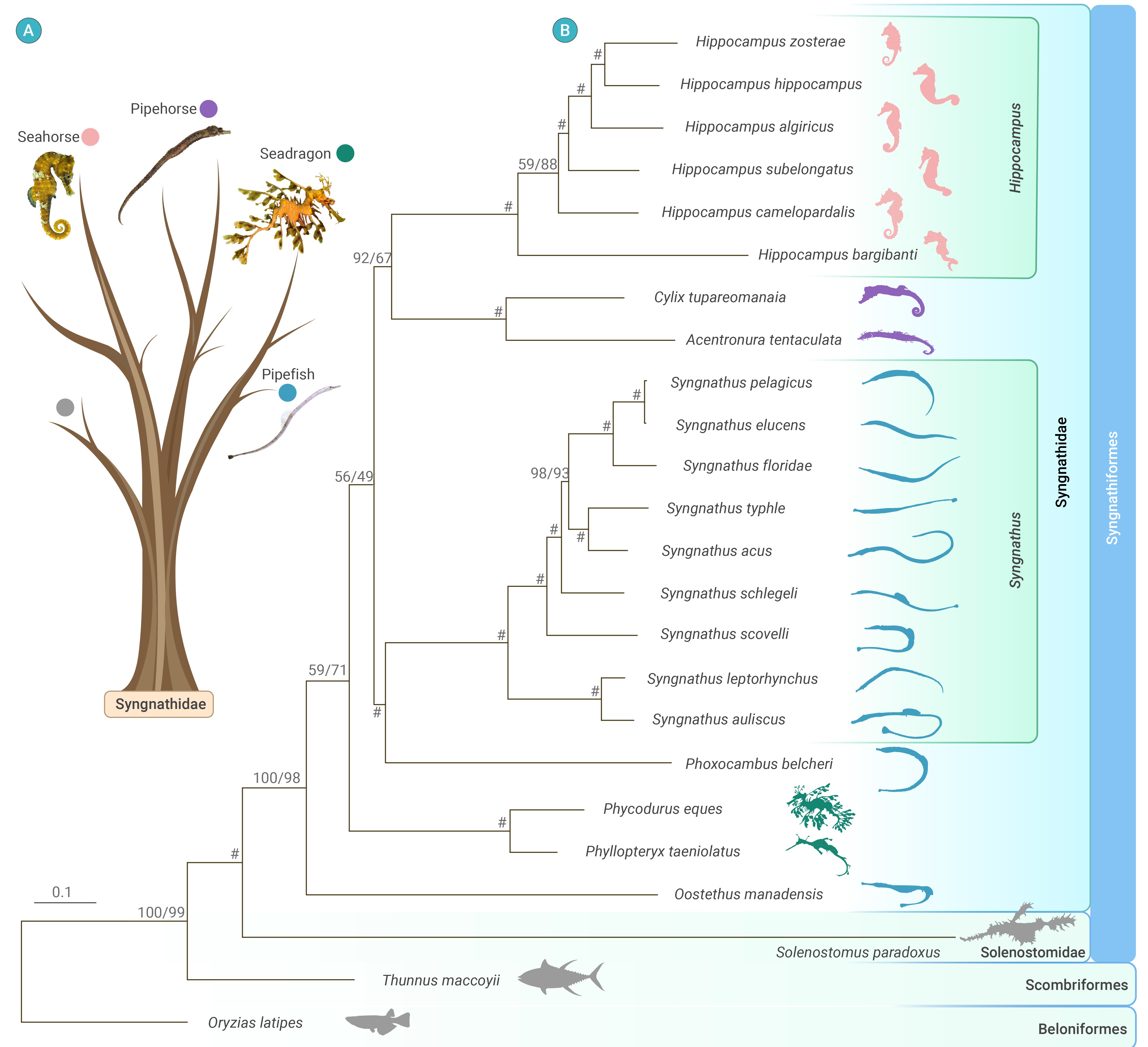 Phylogenetic diversifications linked to the morphological