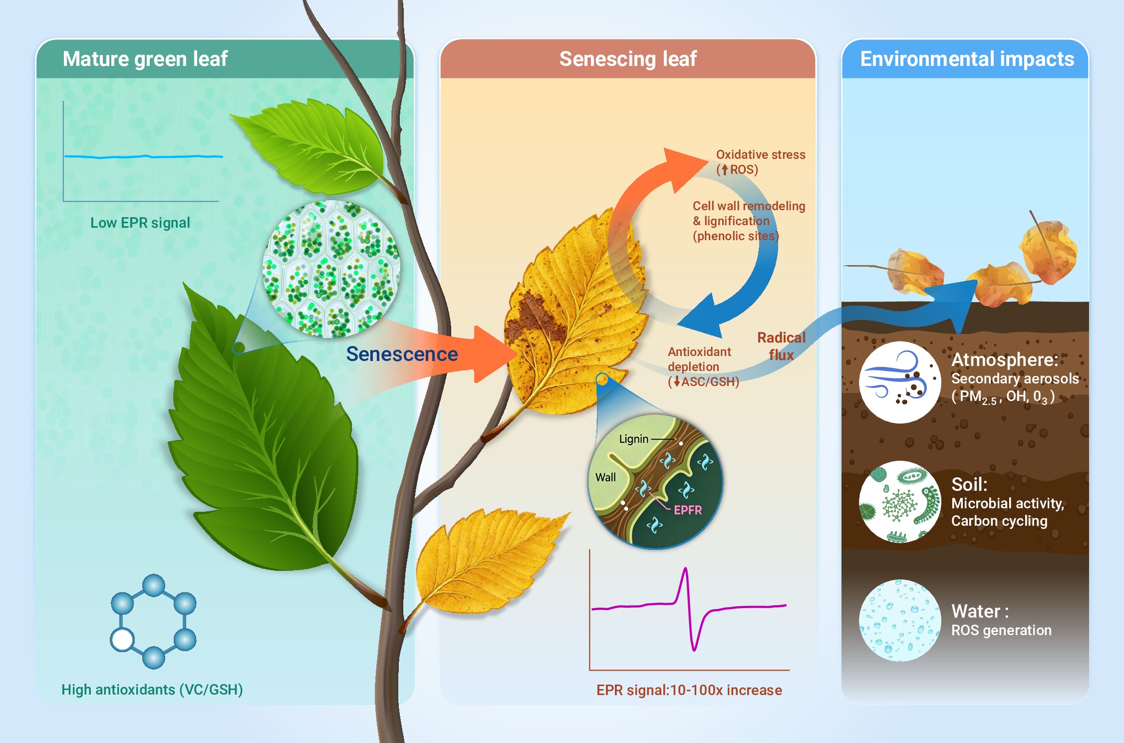 Leaf senescence as a natural 