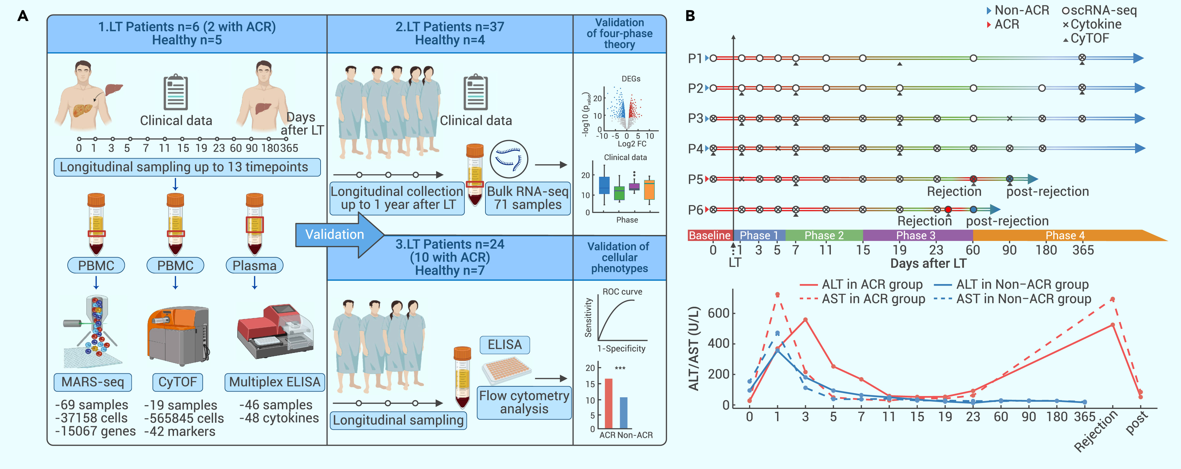 Dynamic immune recovery process after liver transplantation