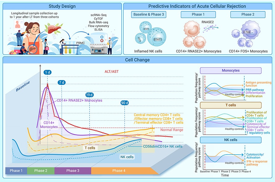 Dynamic immune recovery process after liver transplantation