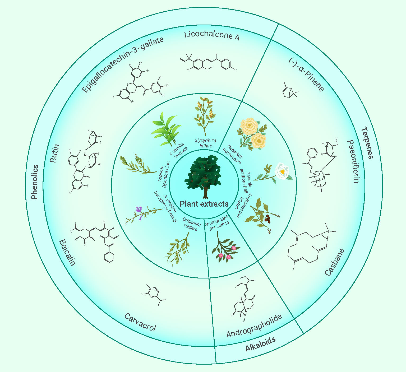 Metabolic engineering of Deinococcus radiodurans for pinene