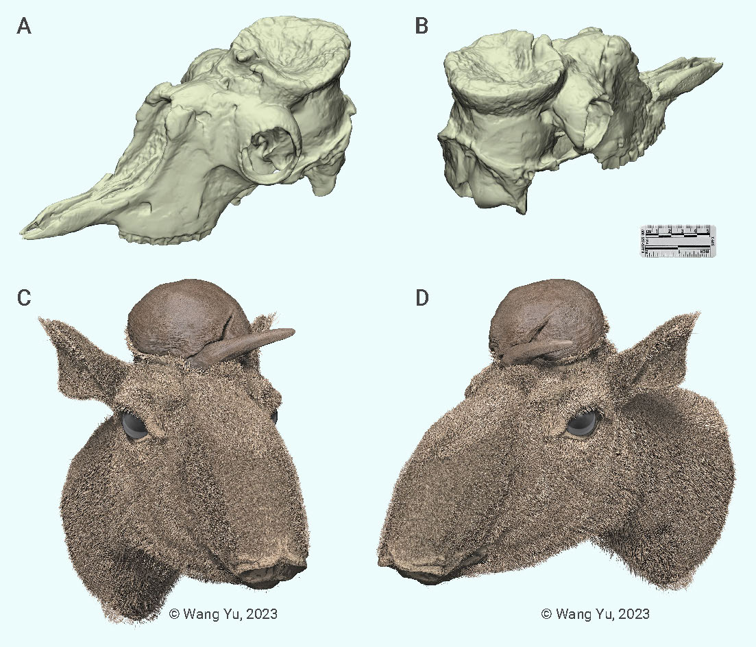 Ruminant inner ear shape records 35 million years of neutral