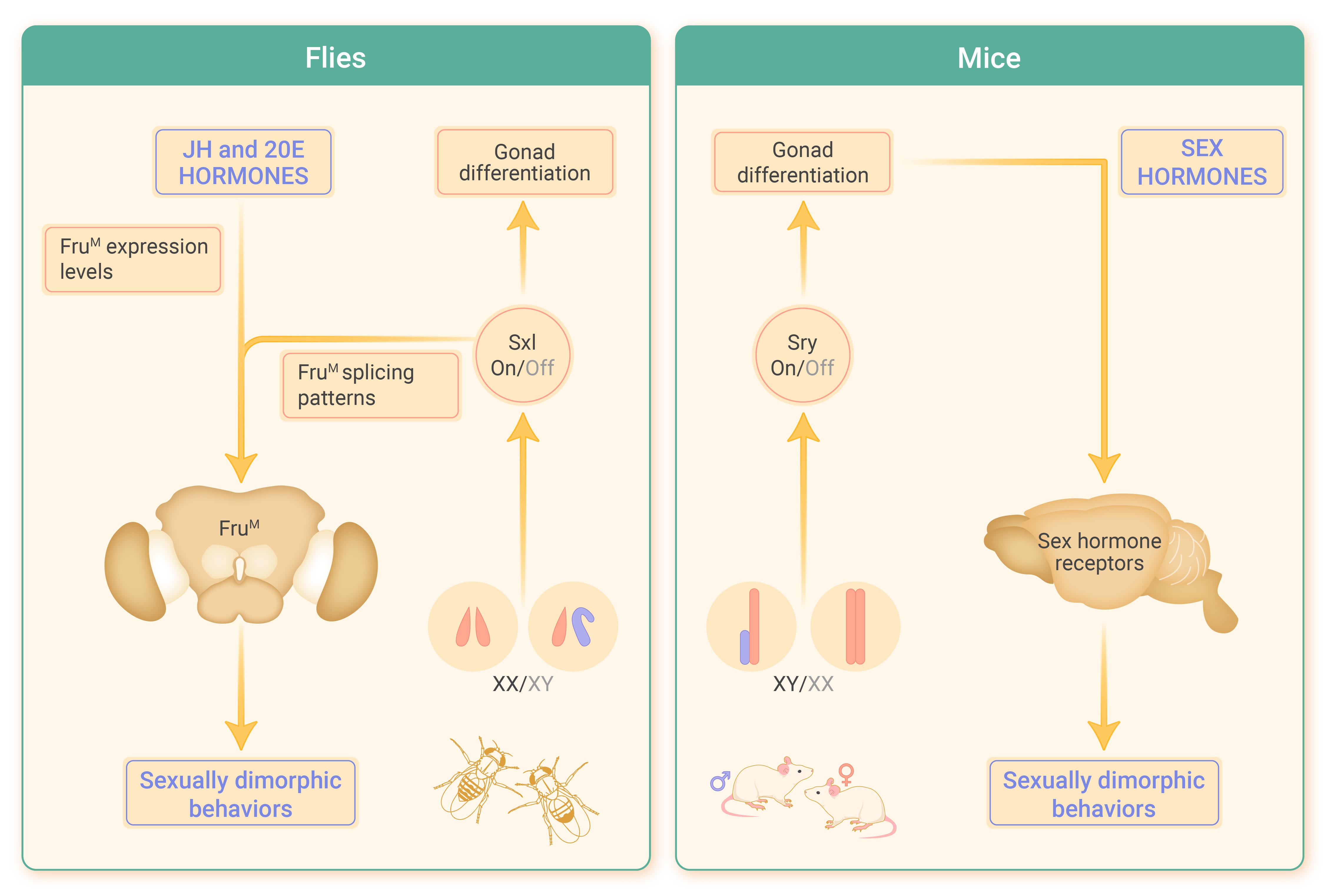 Hormonal control of fruitless expression and male sexual orientation in  Drosophila