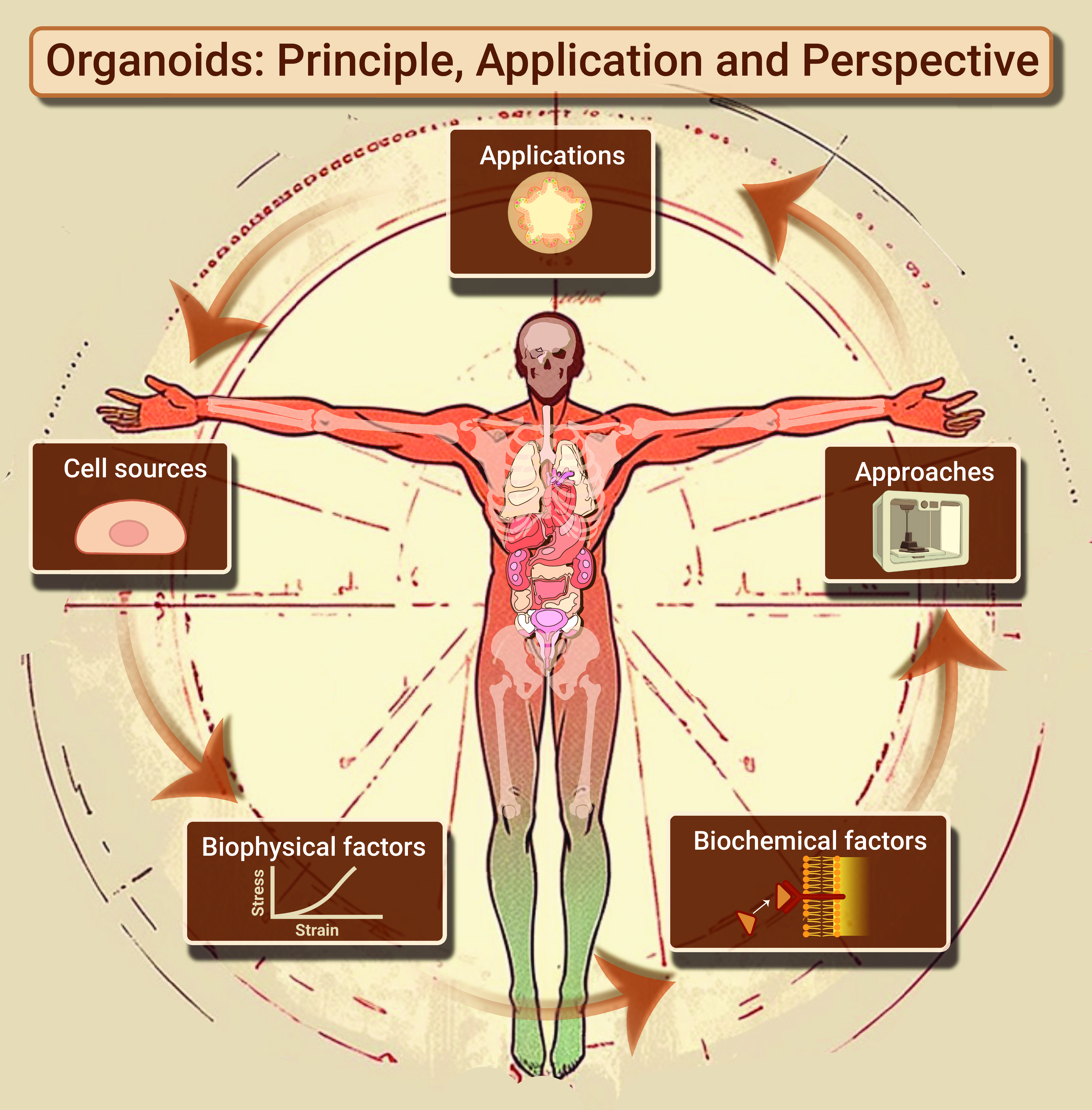 Organoids: Principle, application and perspective
