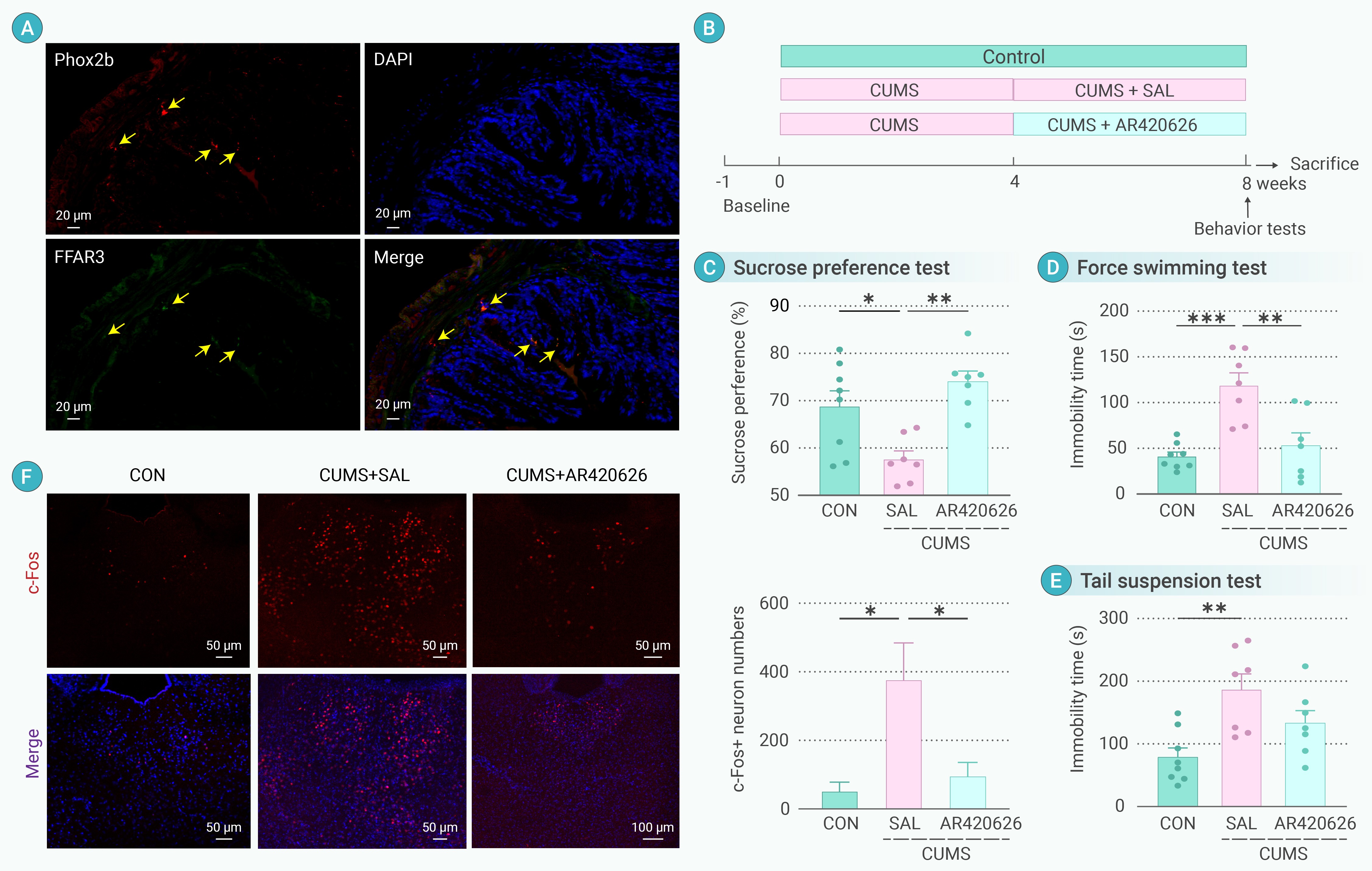 Gut-to-brain neuromodulation by synthetic butyrate-producing