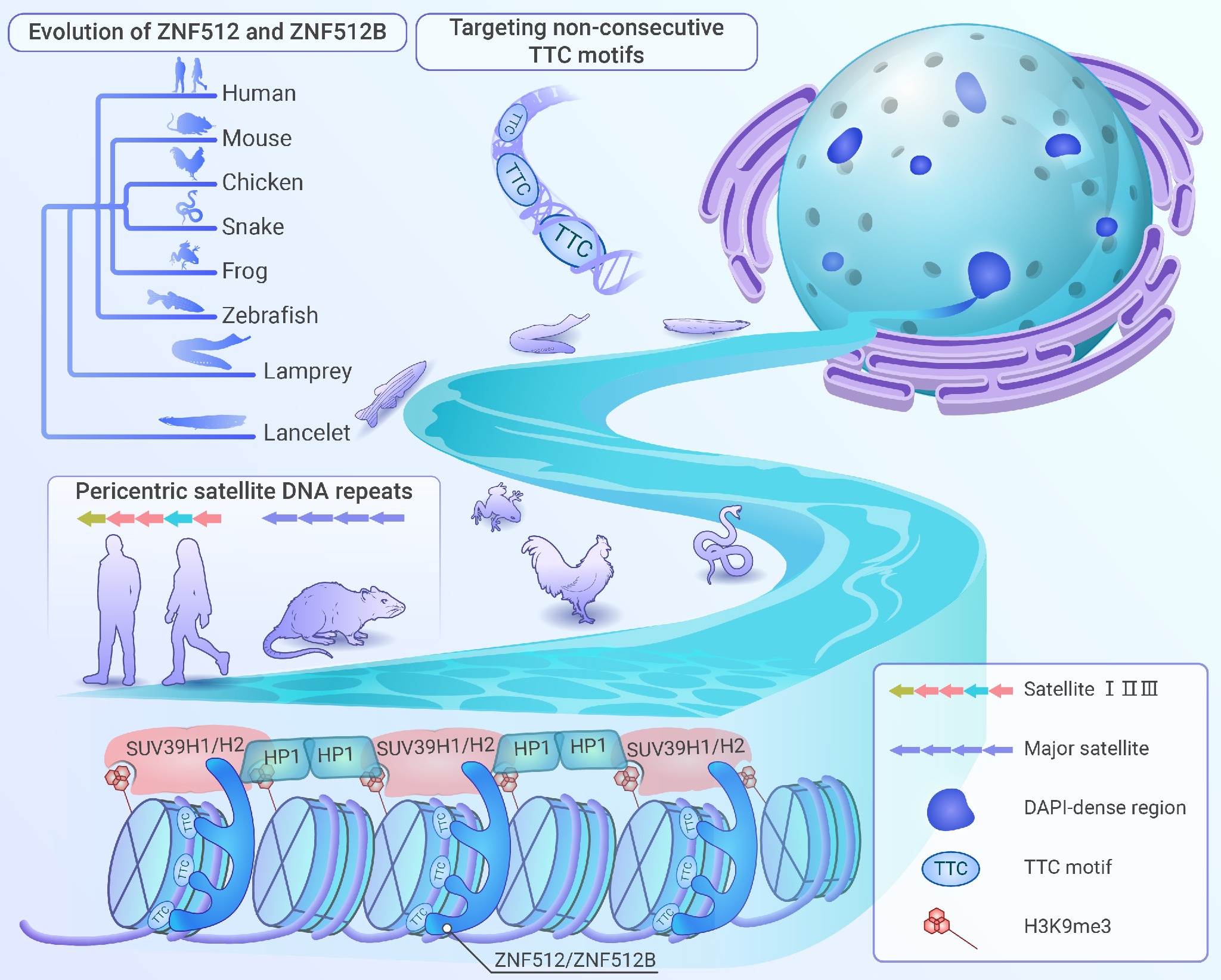Evolutionary paradox: Conserved zinc finger proteins target