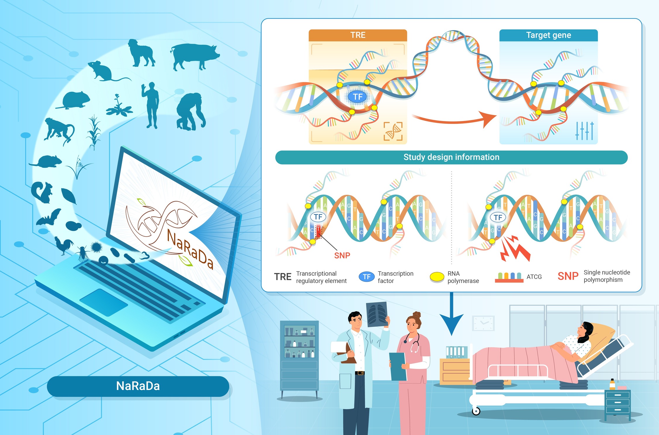 包括的な新生RNAデータベース「NaRaDa」を開発(Researchers Develop Comprehensive Nascent RNA Database: NaRaDa)