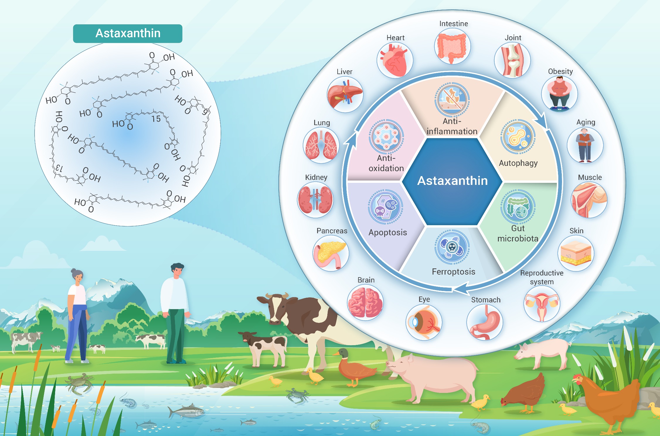 Astaxanthin in metabolic control: From regulatory mechanisms to therapeutic  prospects
