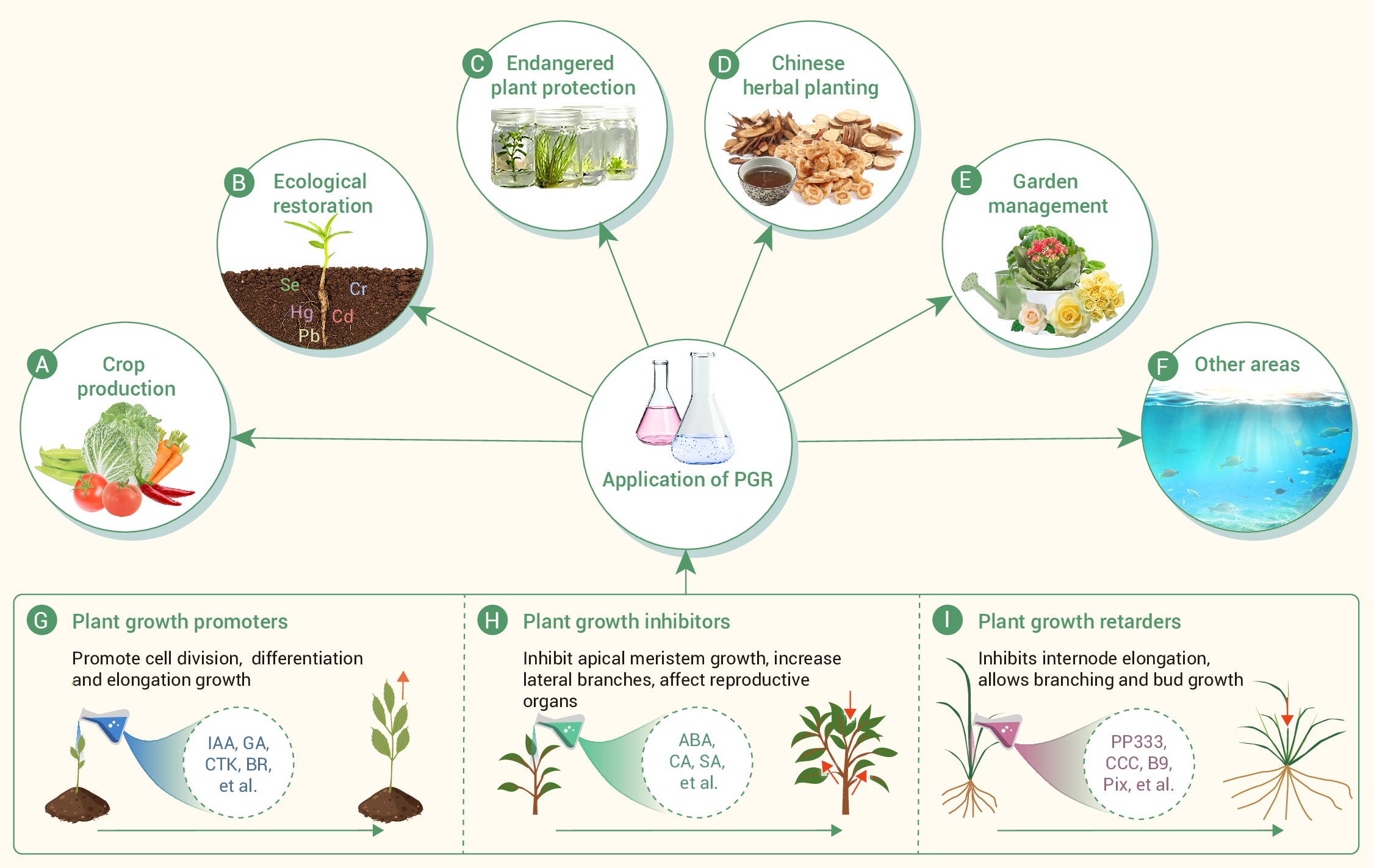 The invisible hand shaping plants: Explore the applications