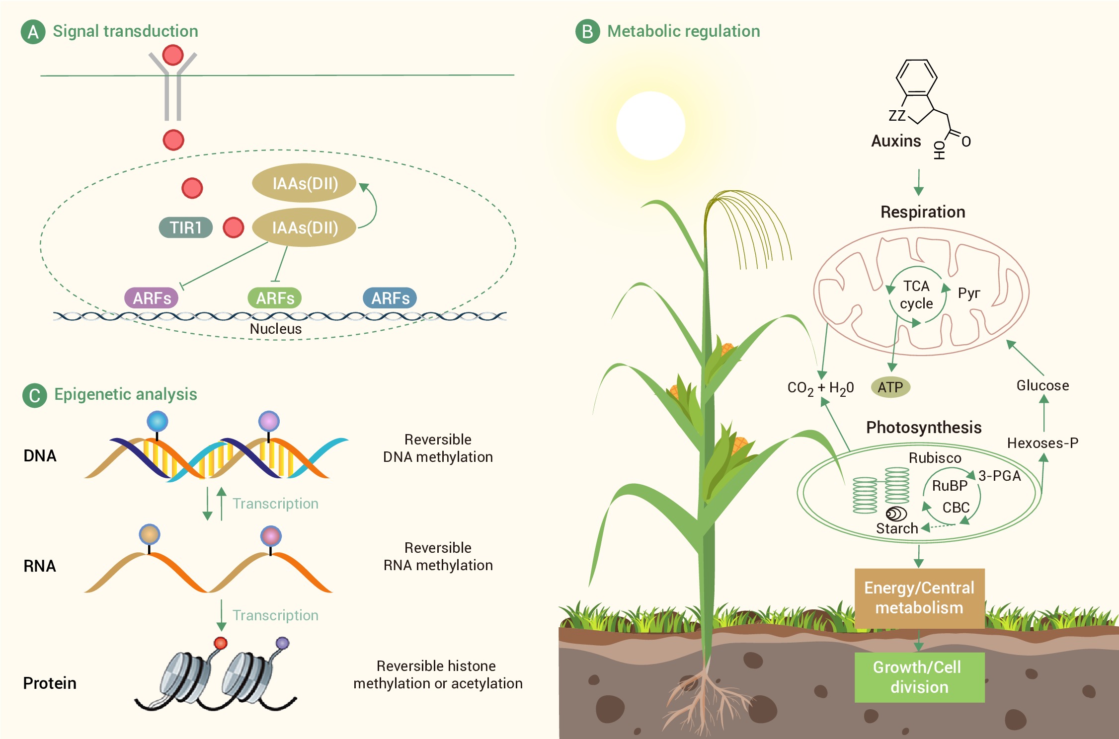 The invisible hand shaping plants: Explore the applications