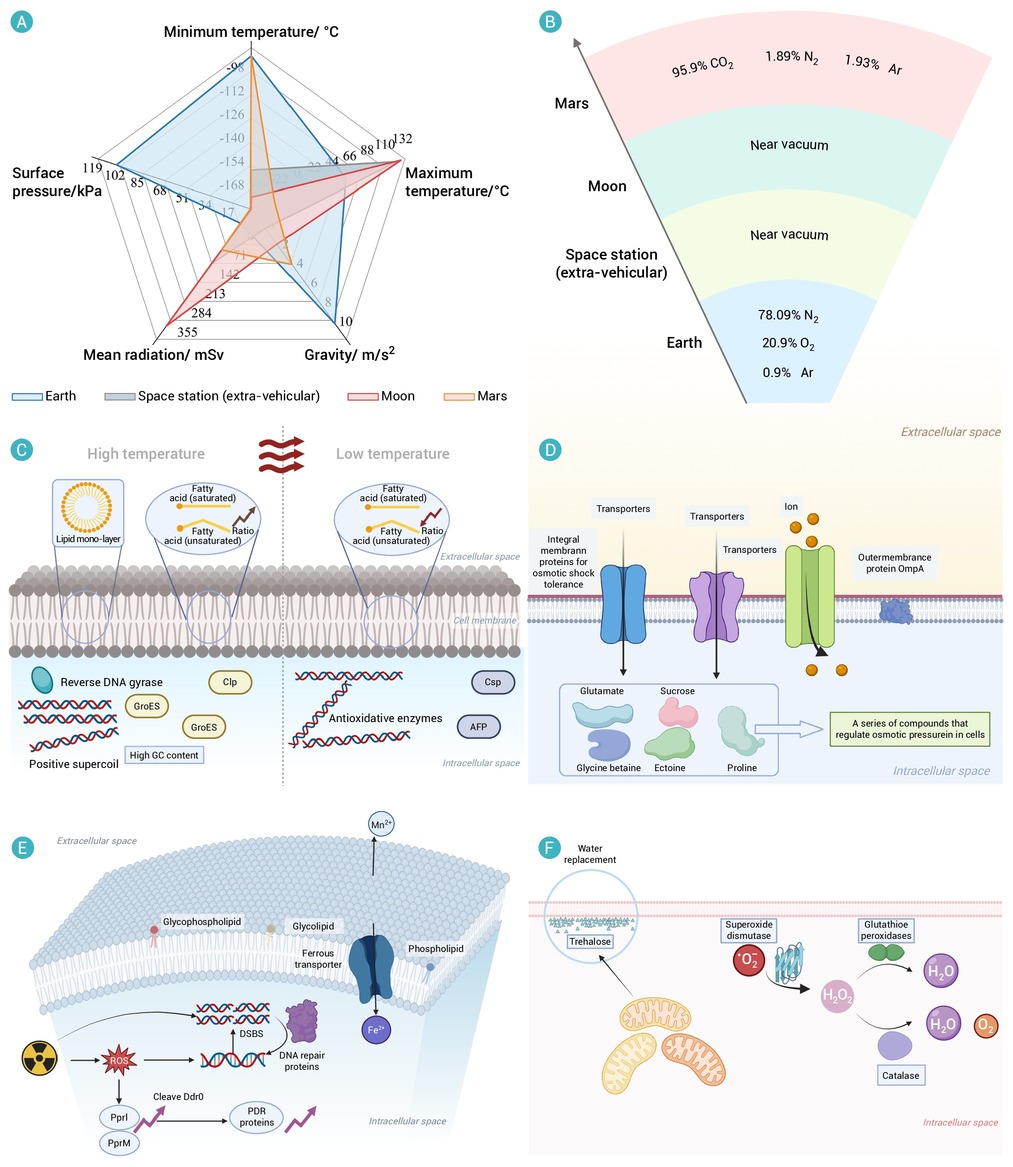 Extraterrestrial bioconstruction technology system: Bridging space