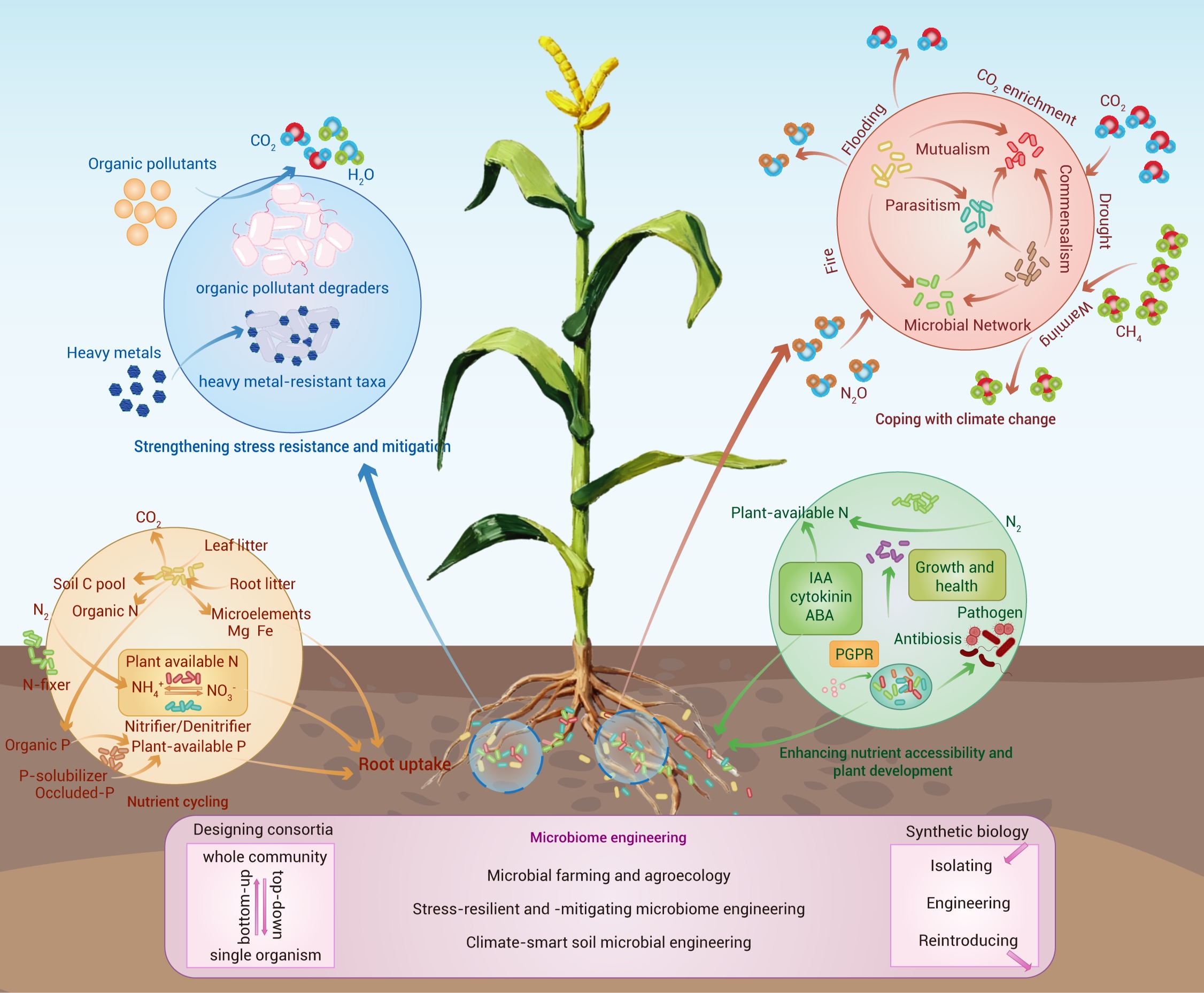 The interplay of environmental and human microbiomes: A review of