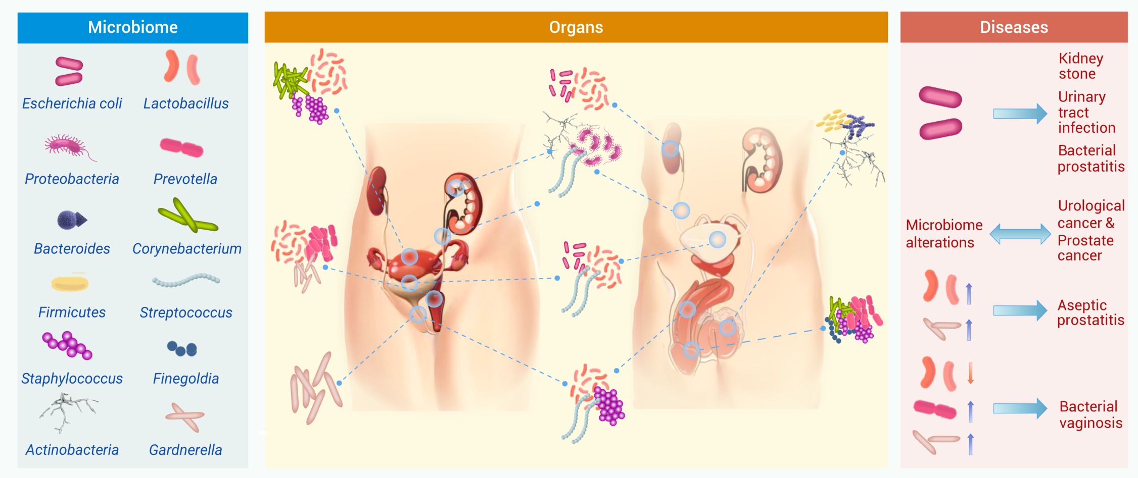 The interplay of environmental and human microbiomes: A review of