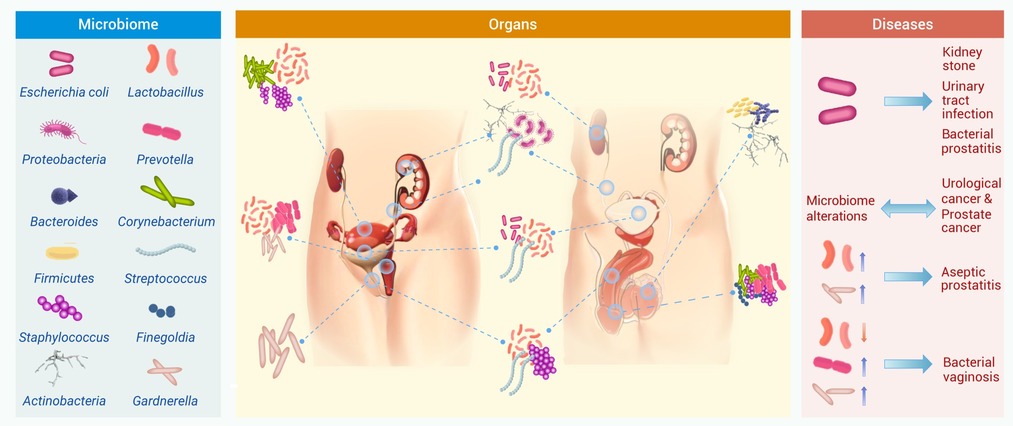 The interplay of environmental and human microbiomes: A review of
