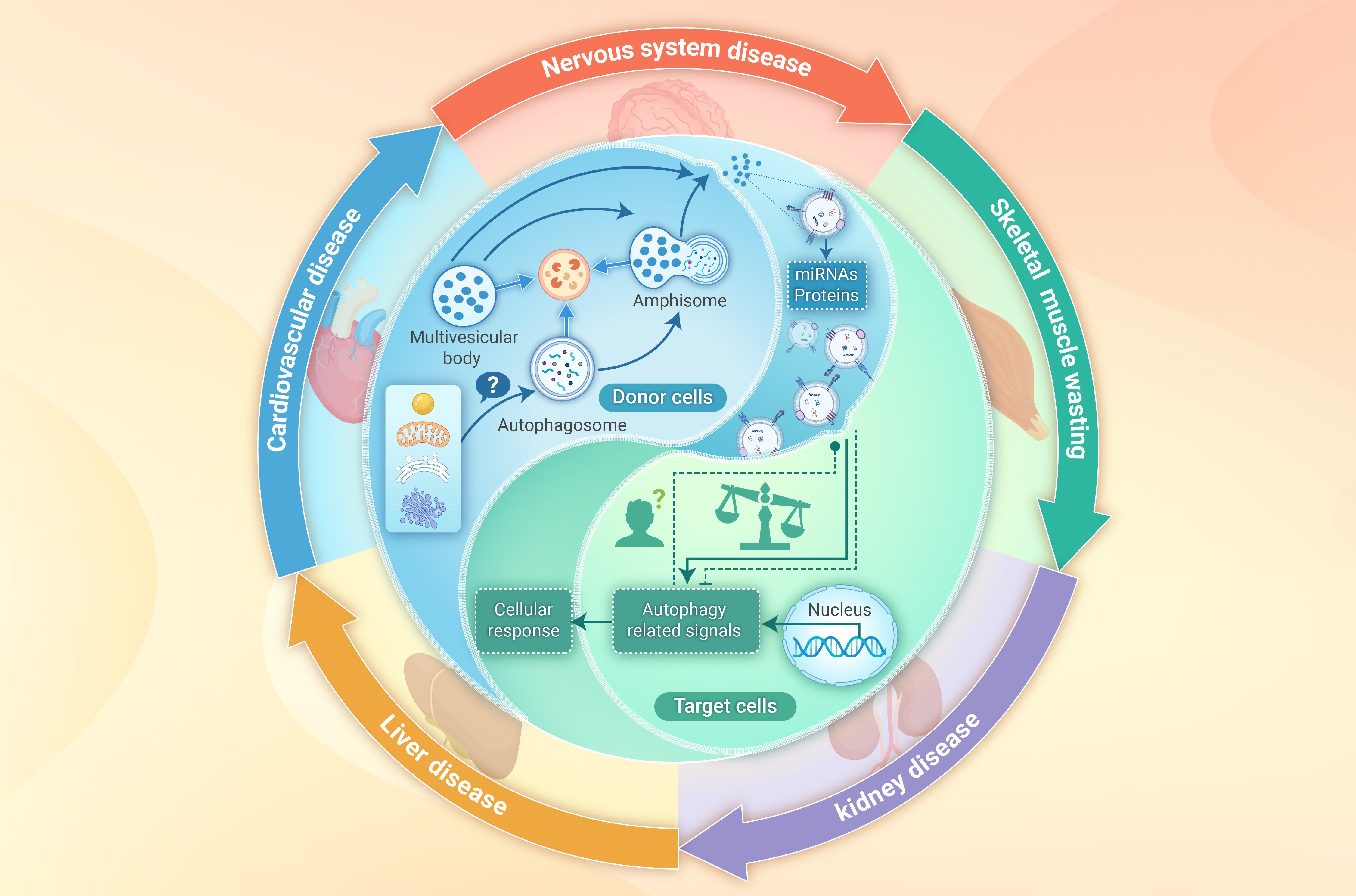 エクソソームとオートファジーの複雑な対話に関する最新レビュー(Cutting-edge Review Explores Complex Dialogue Between Exosomes and Autophagy)