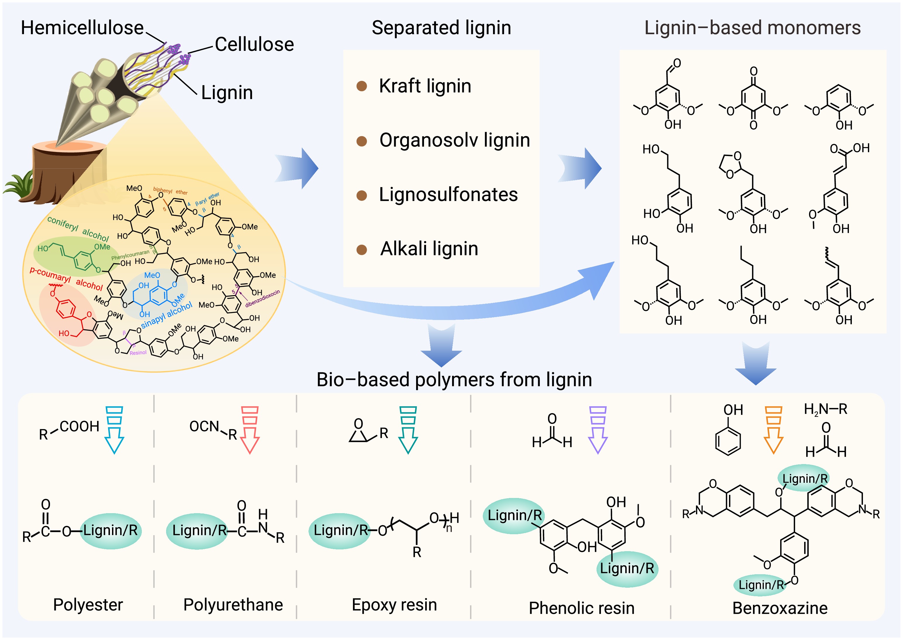Bio–based polymers from lignin