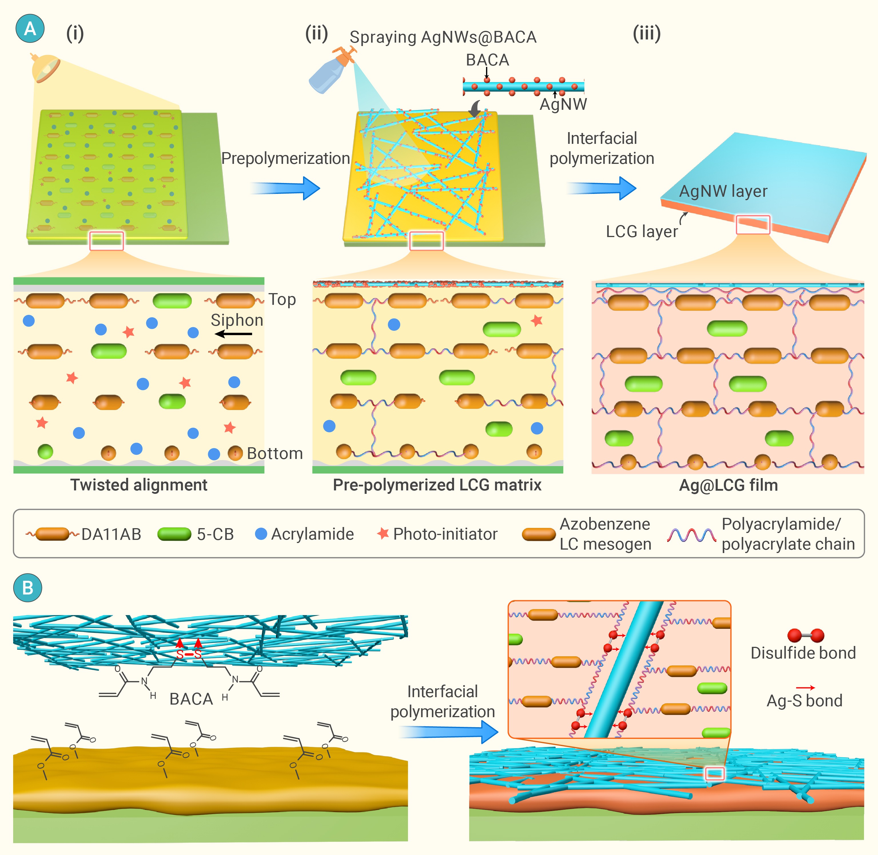 A highly-stable multi-responsive bimorph liquid crystal actuator
