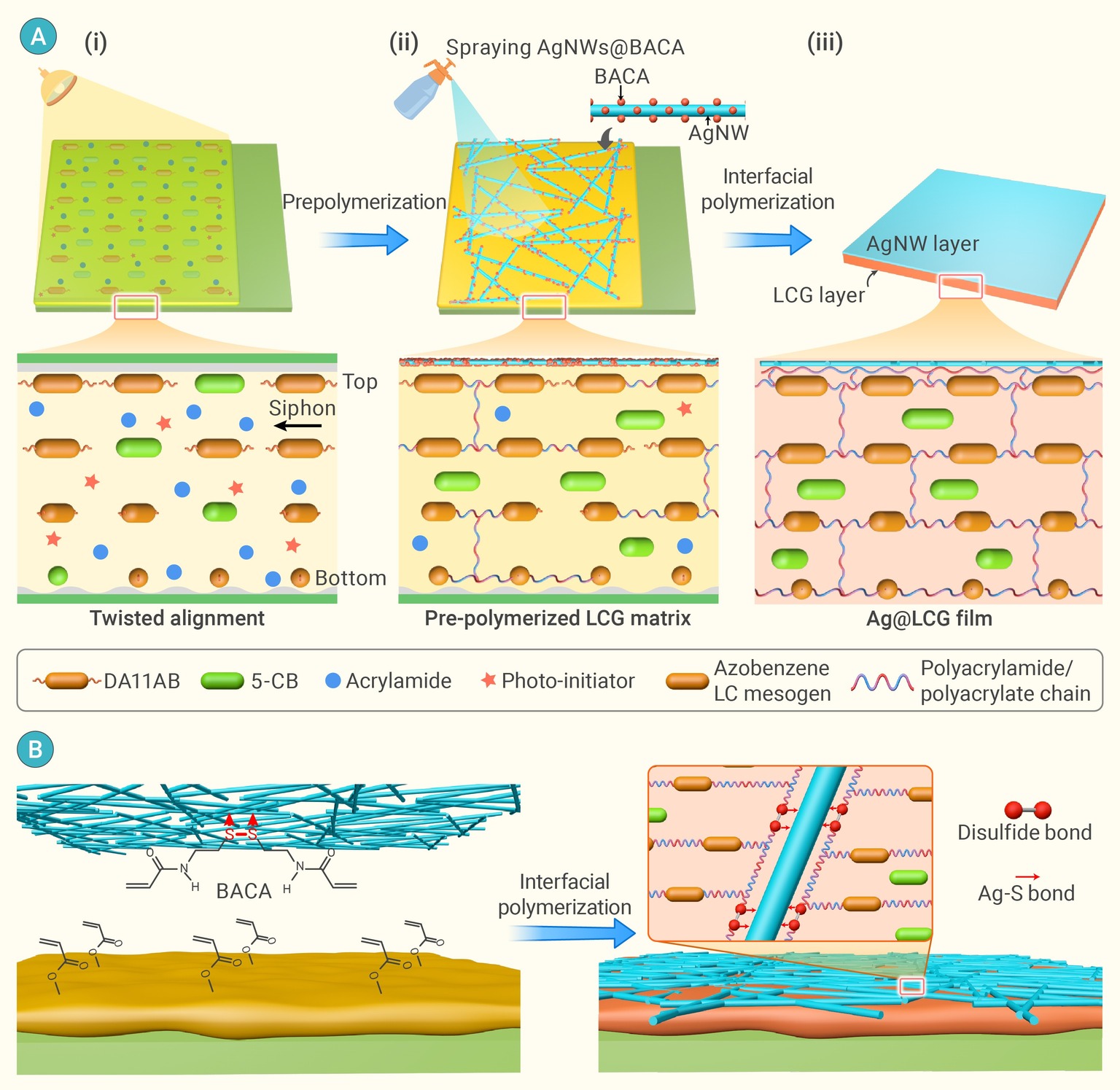 A highly-stable multi-responsive bimorph liquid crystal actuator