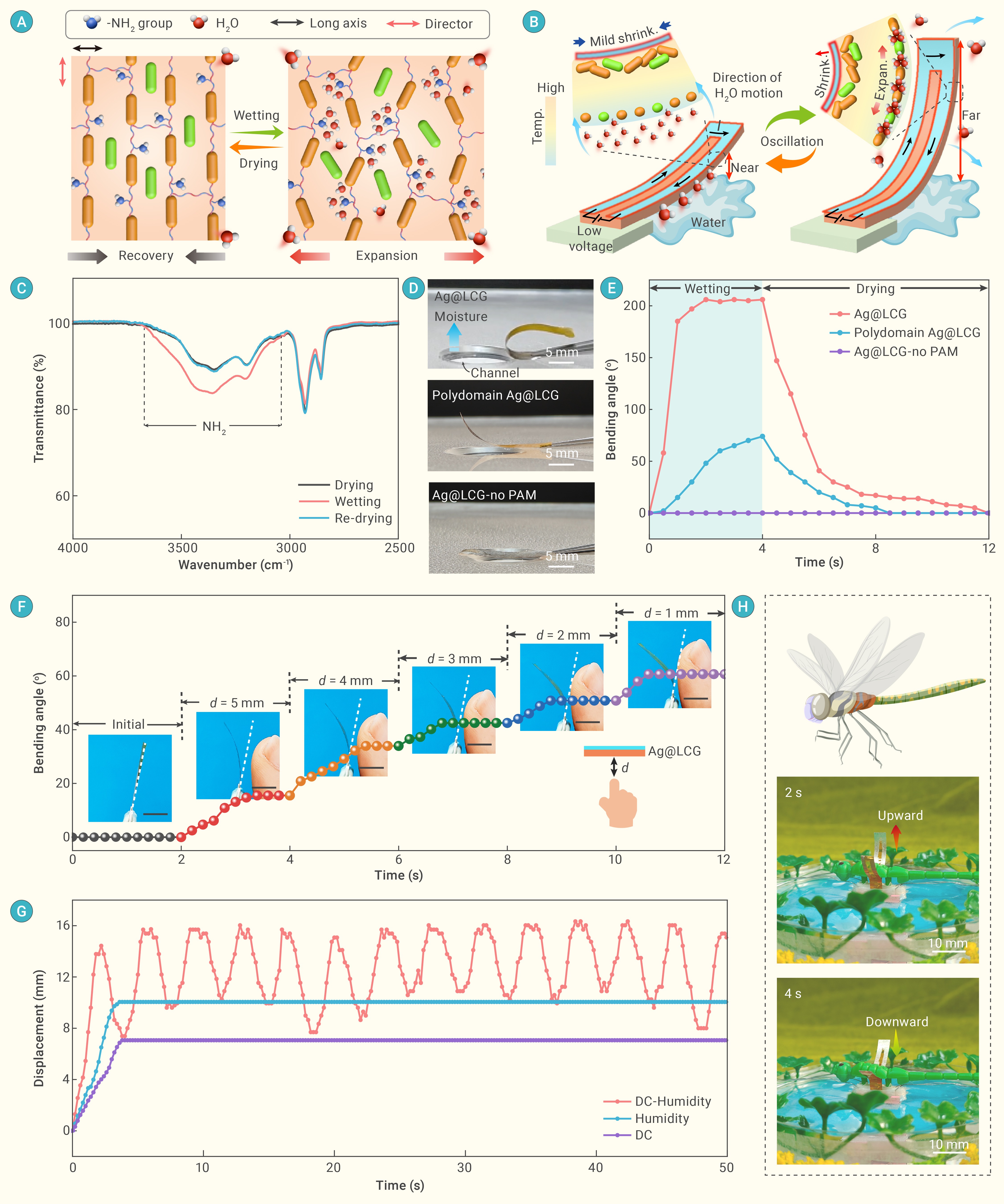 A highly-stable multi-responsive bimorph liquid crystal actuator
