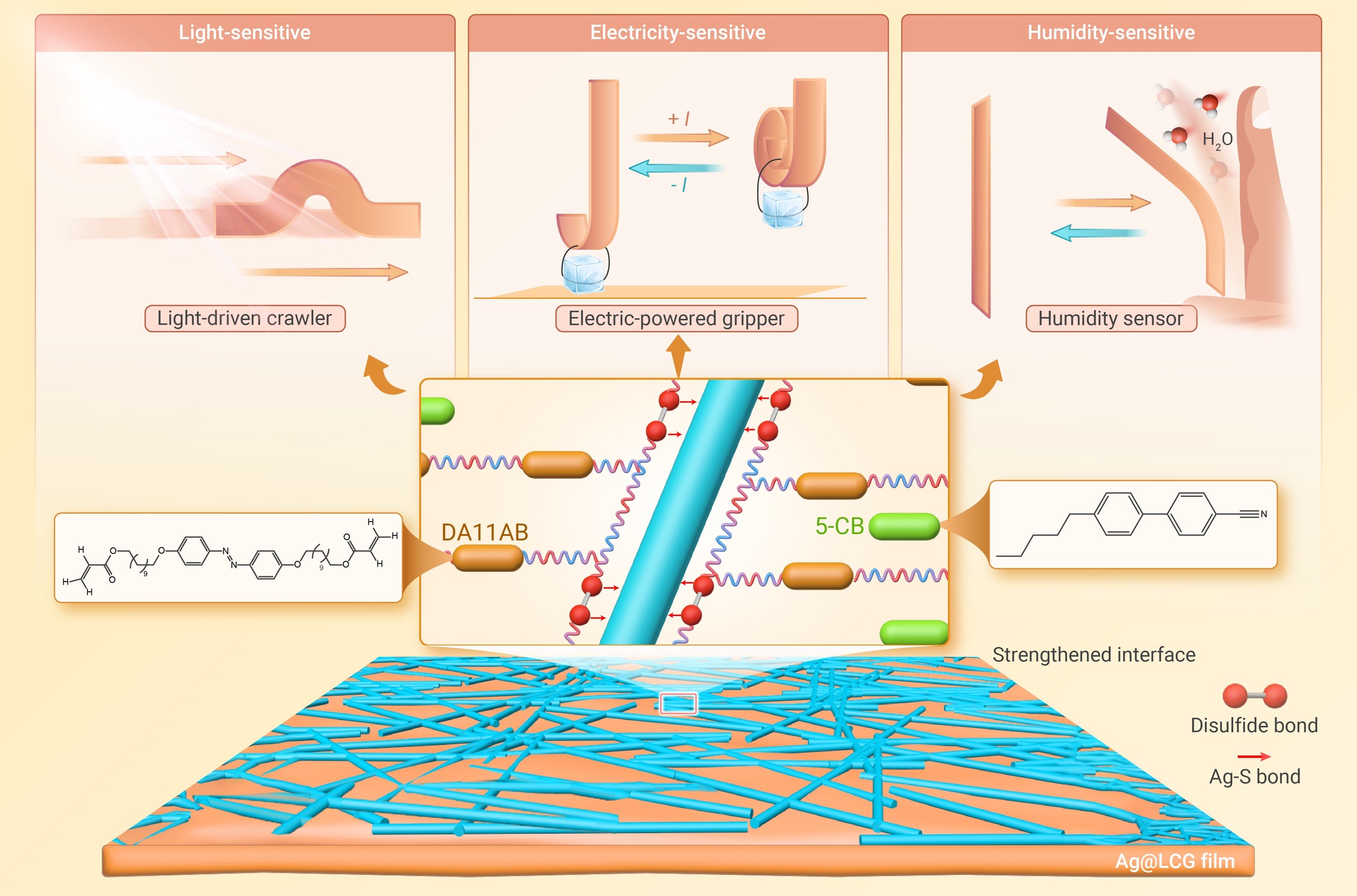 A highly-stable multi-responsive bimorph liquid crystal actuator