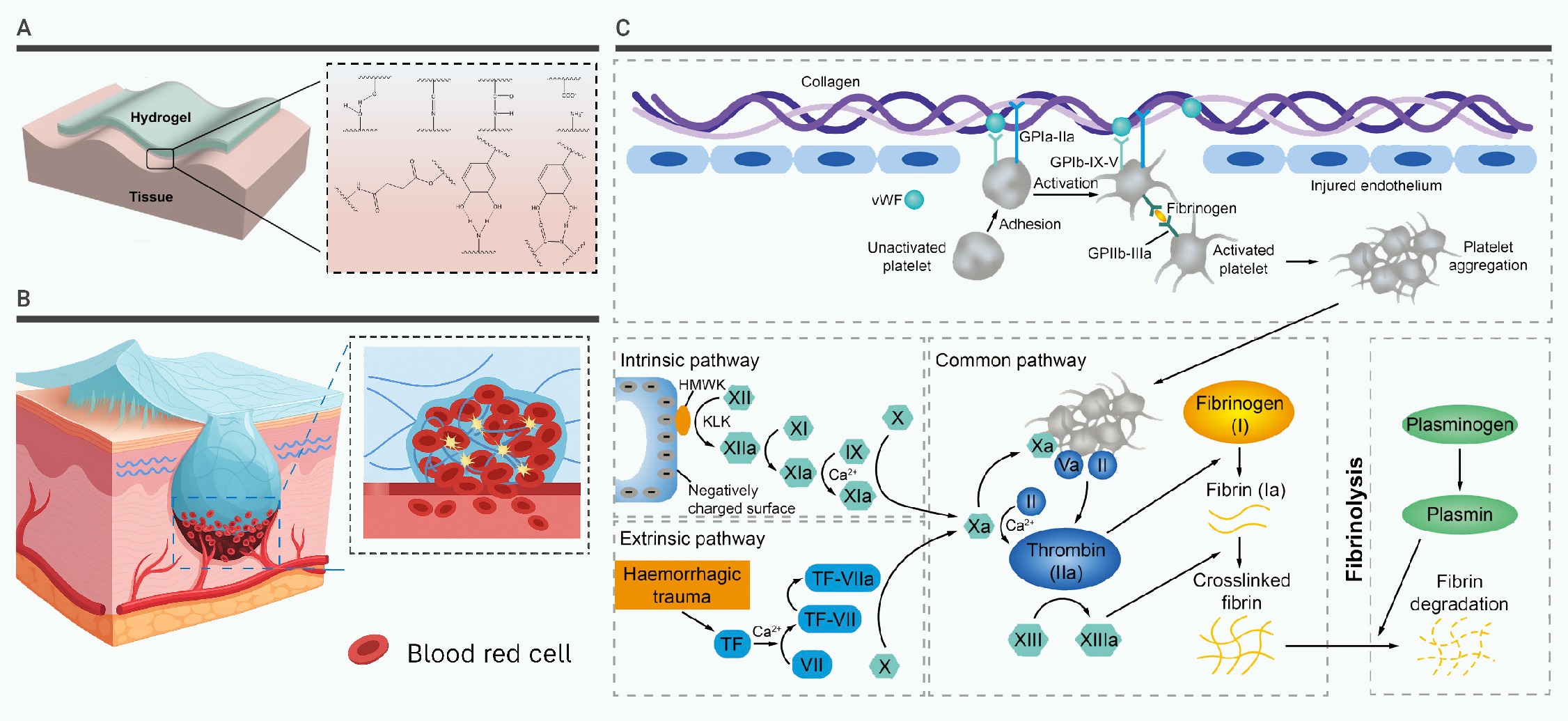 Research progress on the hemostatic mechanism of natural bio-based
