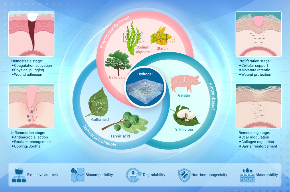 Research progress on the hemostatic mechanism of natural bio-based