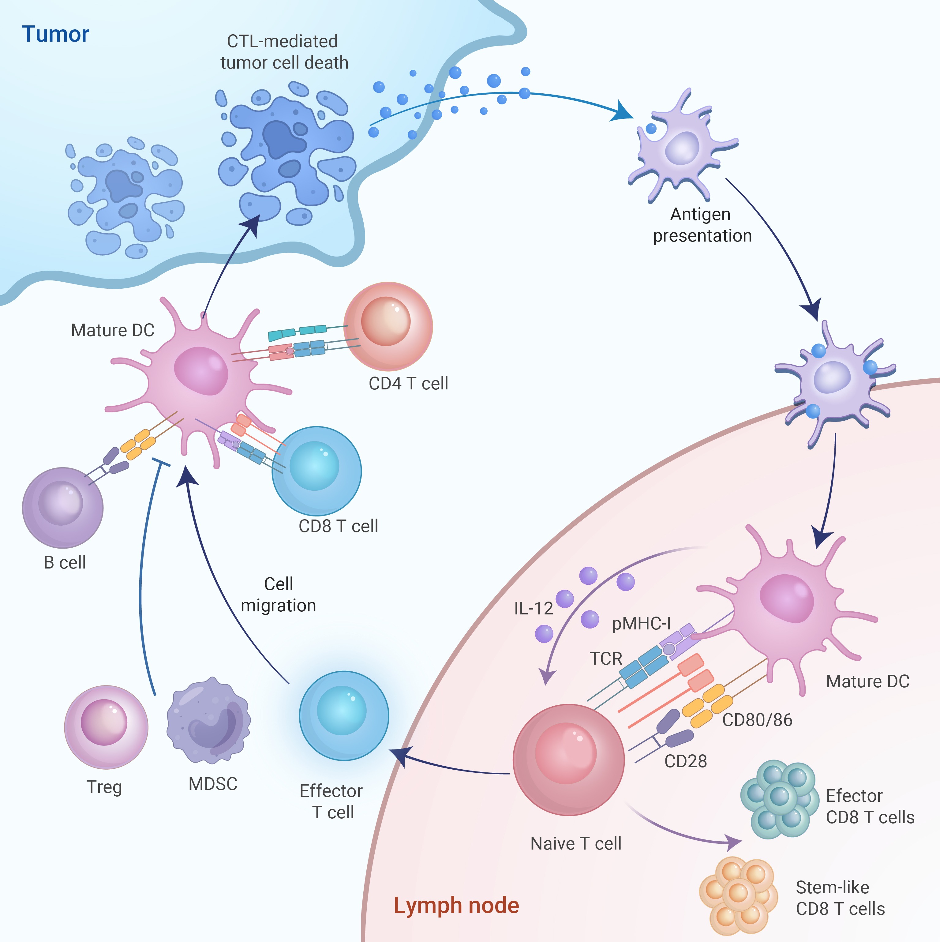 Dendritic cells instruct T cell anti-tumor immunity and