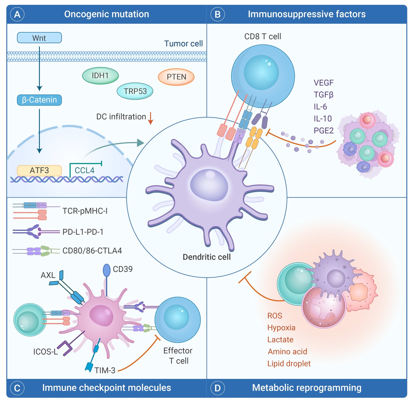 Dendritic cells instruct T cell anti-tumor immunity and