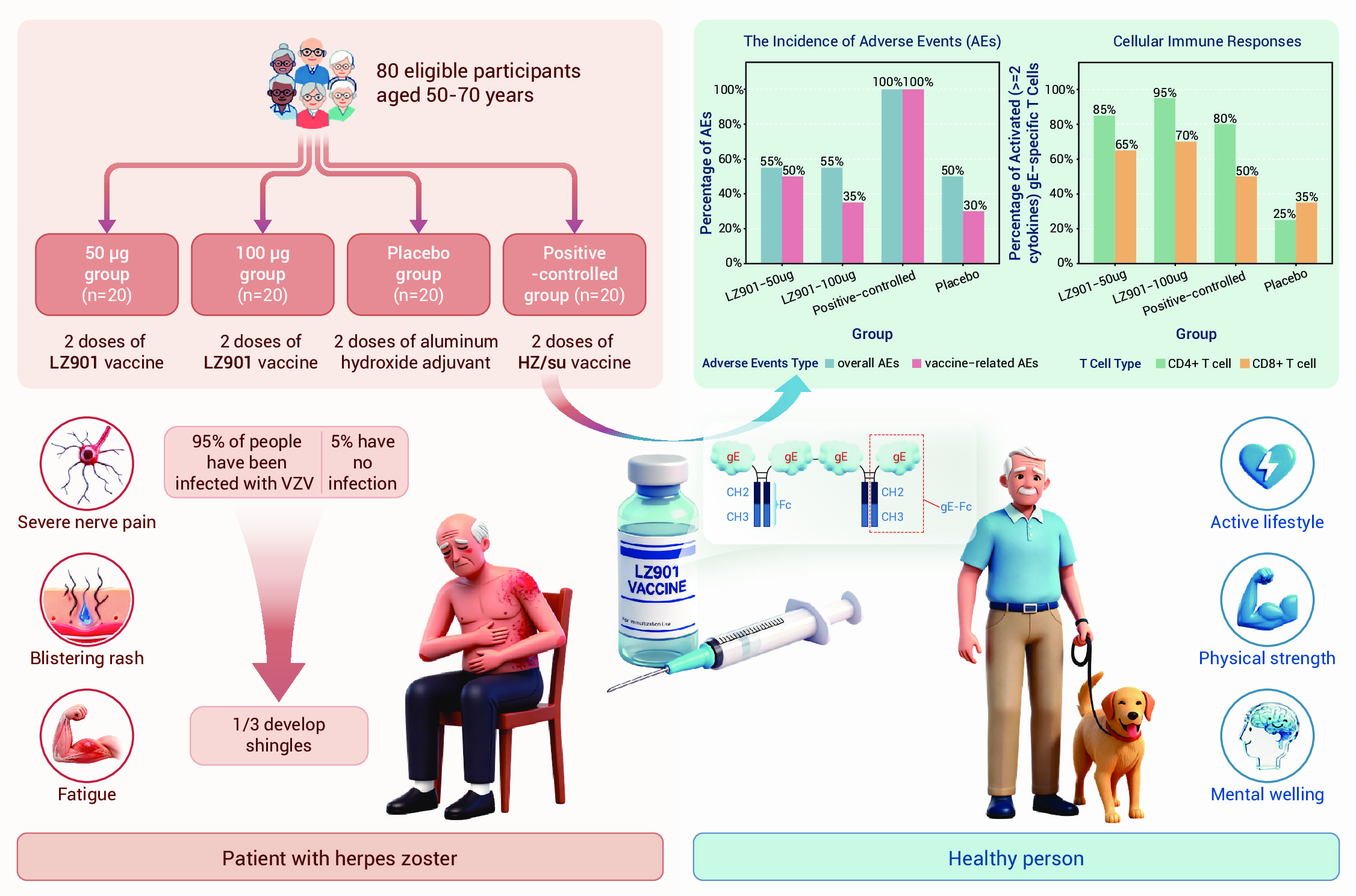 Safety and immunogenicity of the recombinant zoster vaccine (LZ901