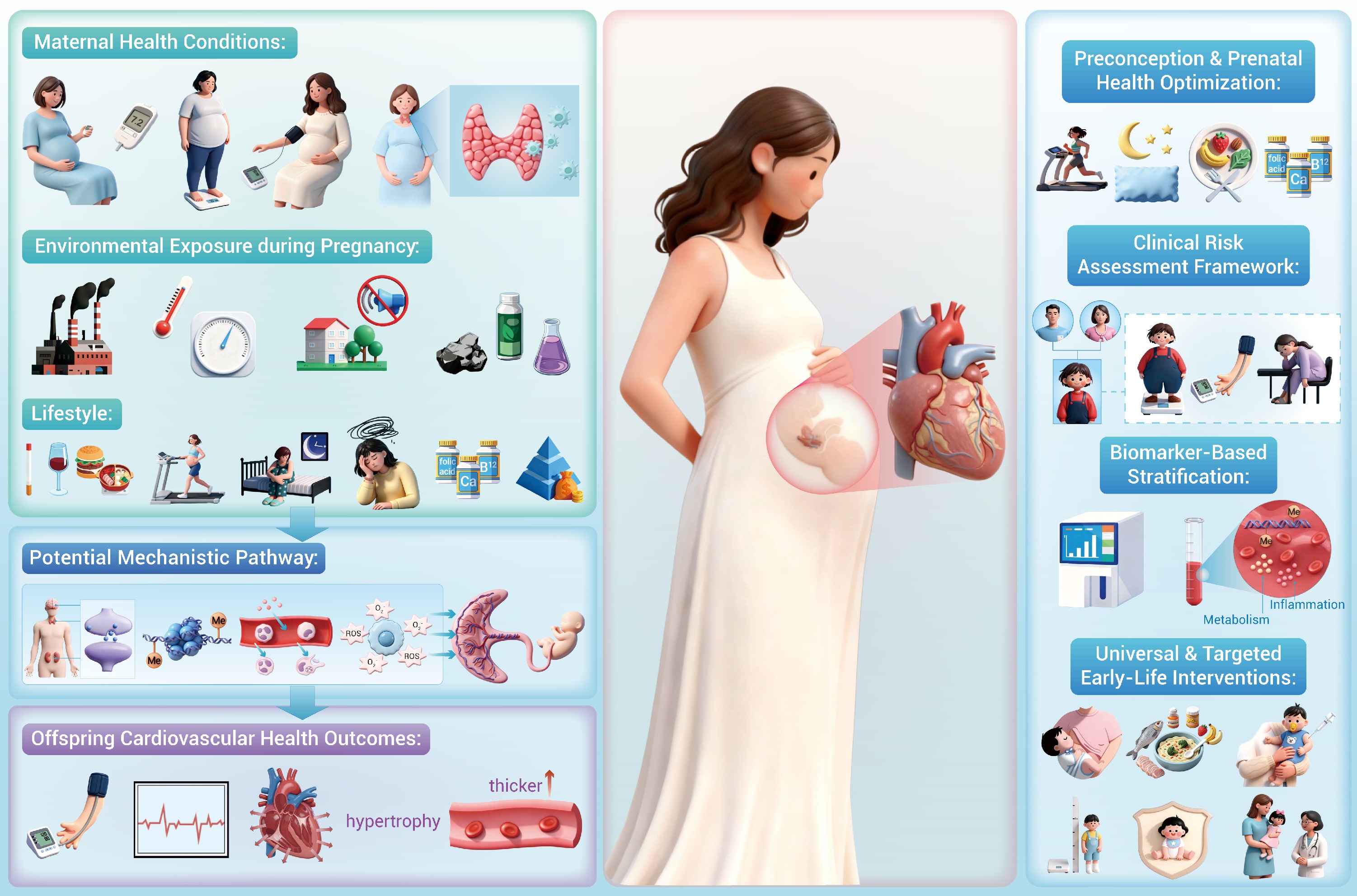 In utero adverse exposures and cardiovascular health in the offspring