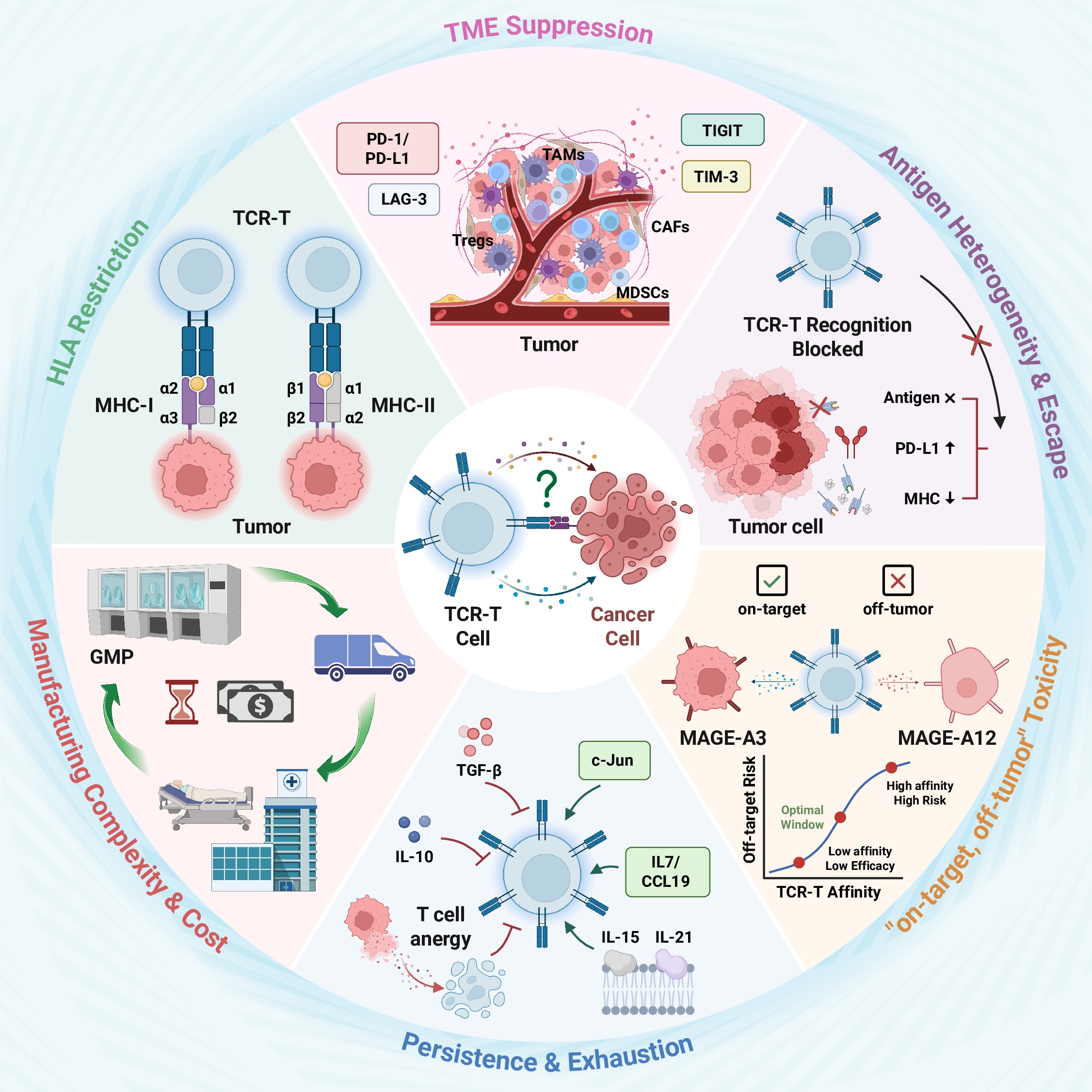 A prospective for TCR-T therapy in solid tumors: Pushing the