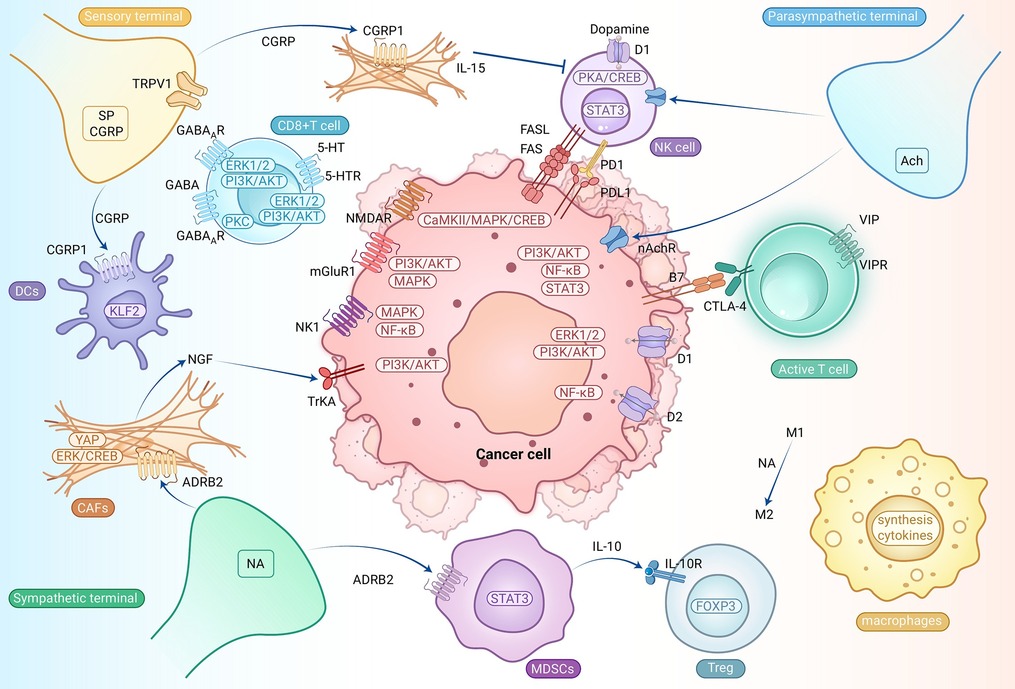 Neural regulation in cancer: A comprehensive review from tumorigenesis and progression to immune evasion