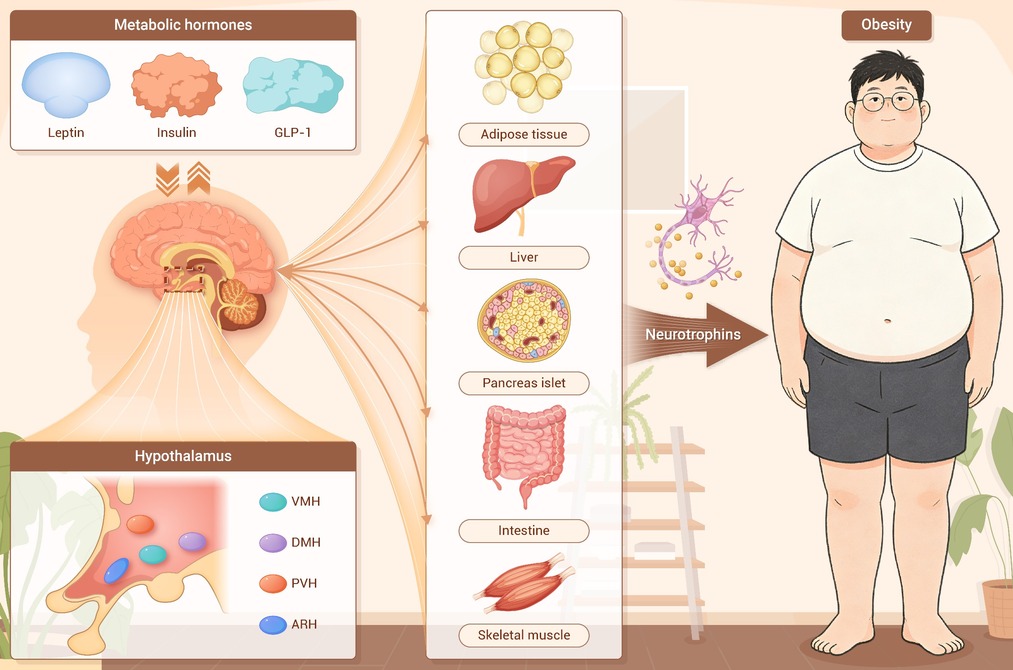Neurotrophins sensing nutrition: Molecular mechanisms regulating