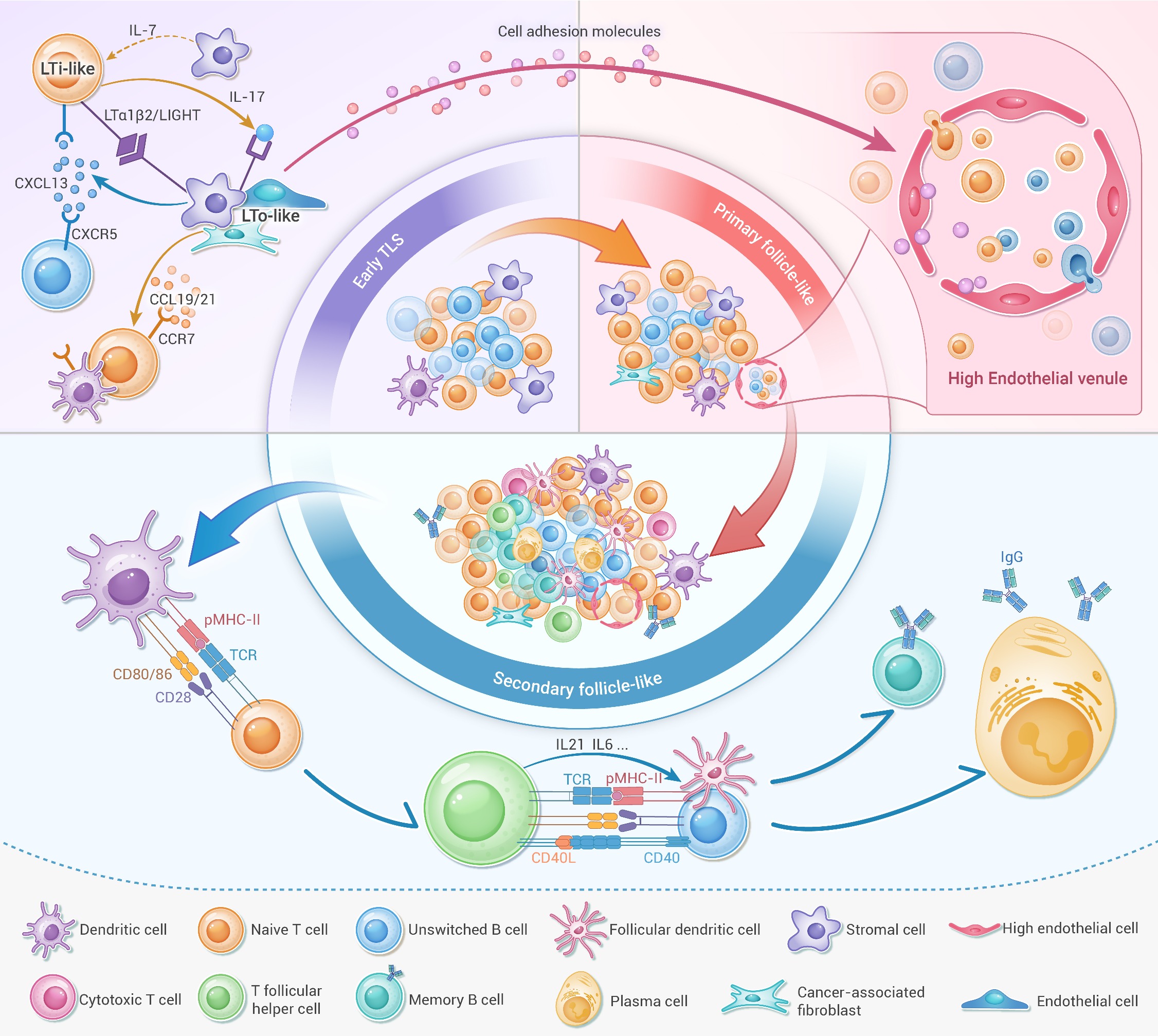 Heterogeneity, immunological mechanisms and translational