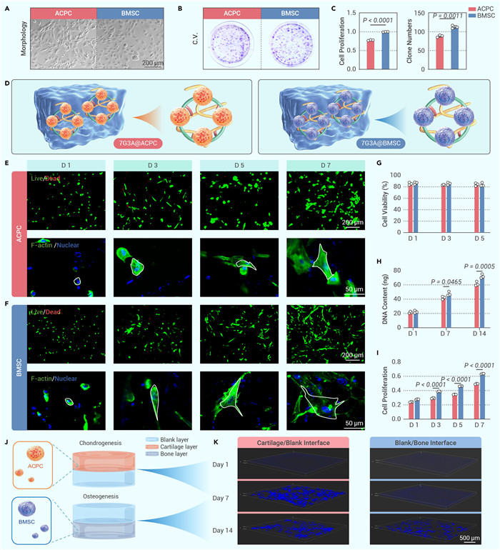 3d-bioprinted anisotropic bicellular living hydrogels boost