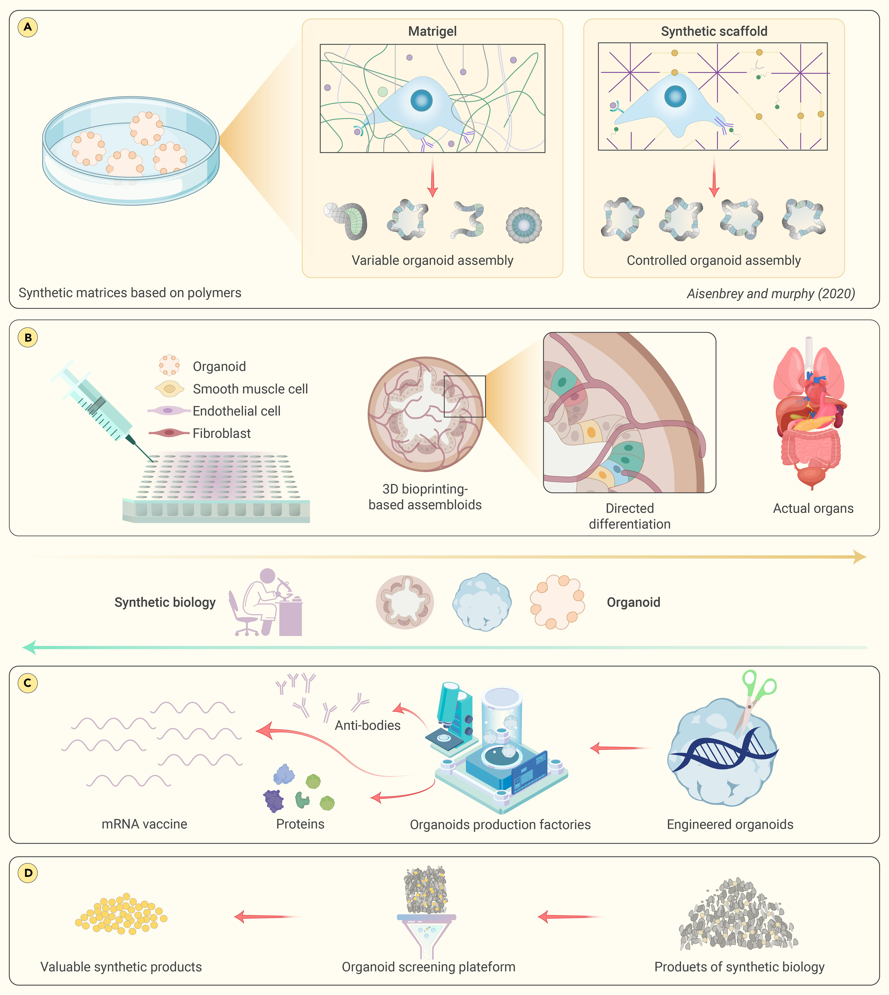 Landscape of human organoids: Ideal model in clinics and research