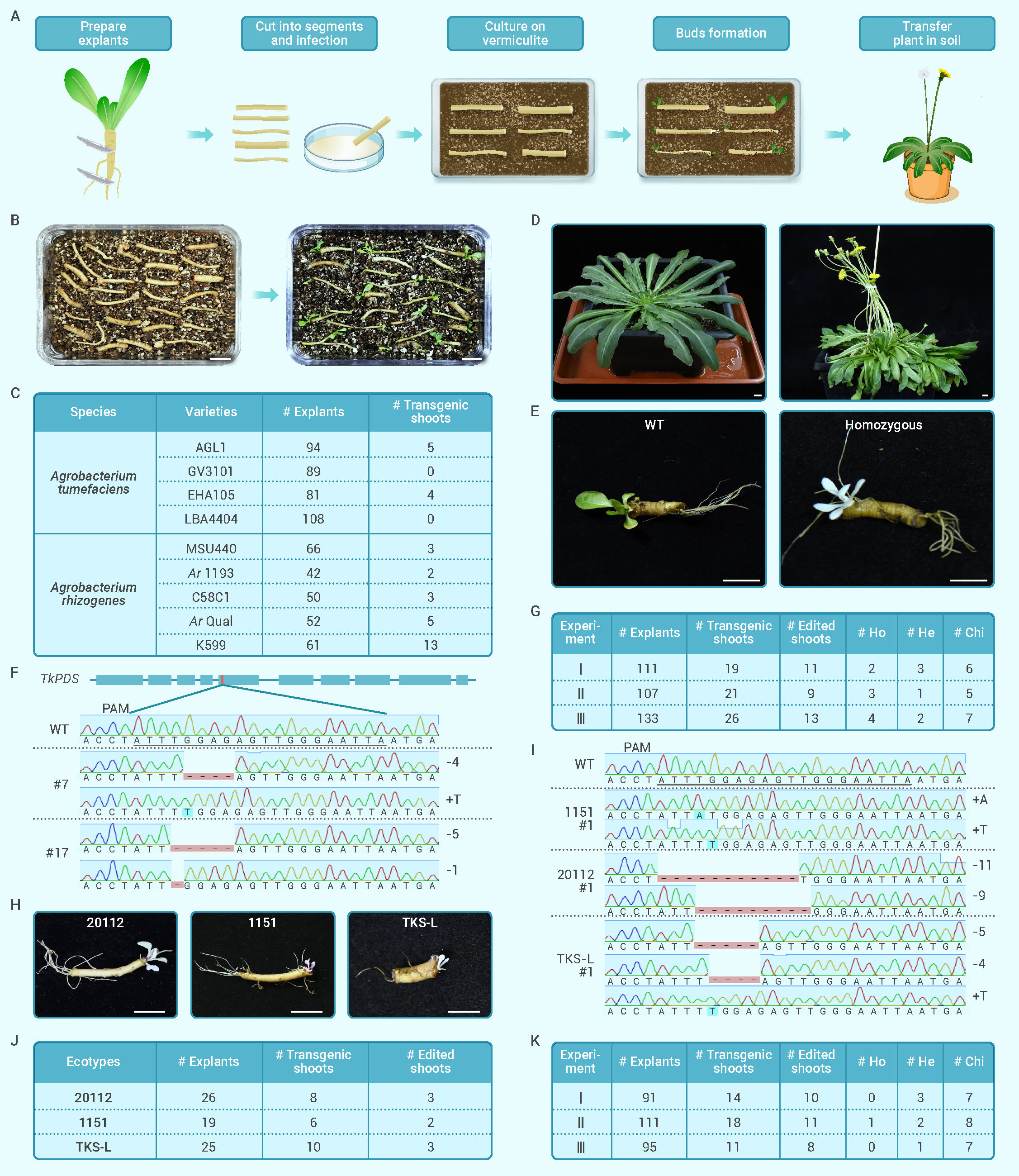 Extremely simplified cut-dip-budding method for genetic transformation ...