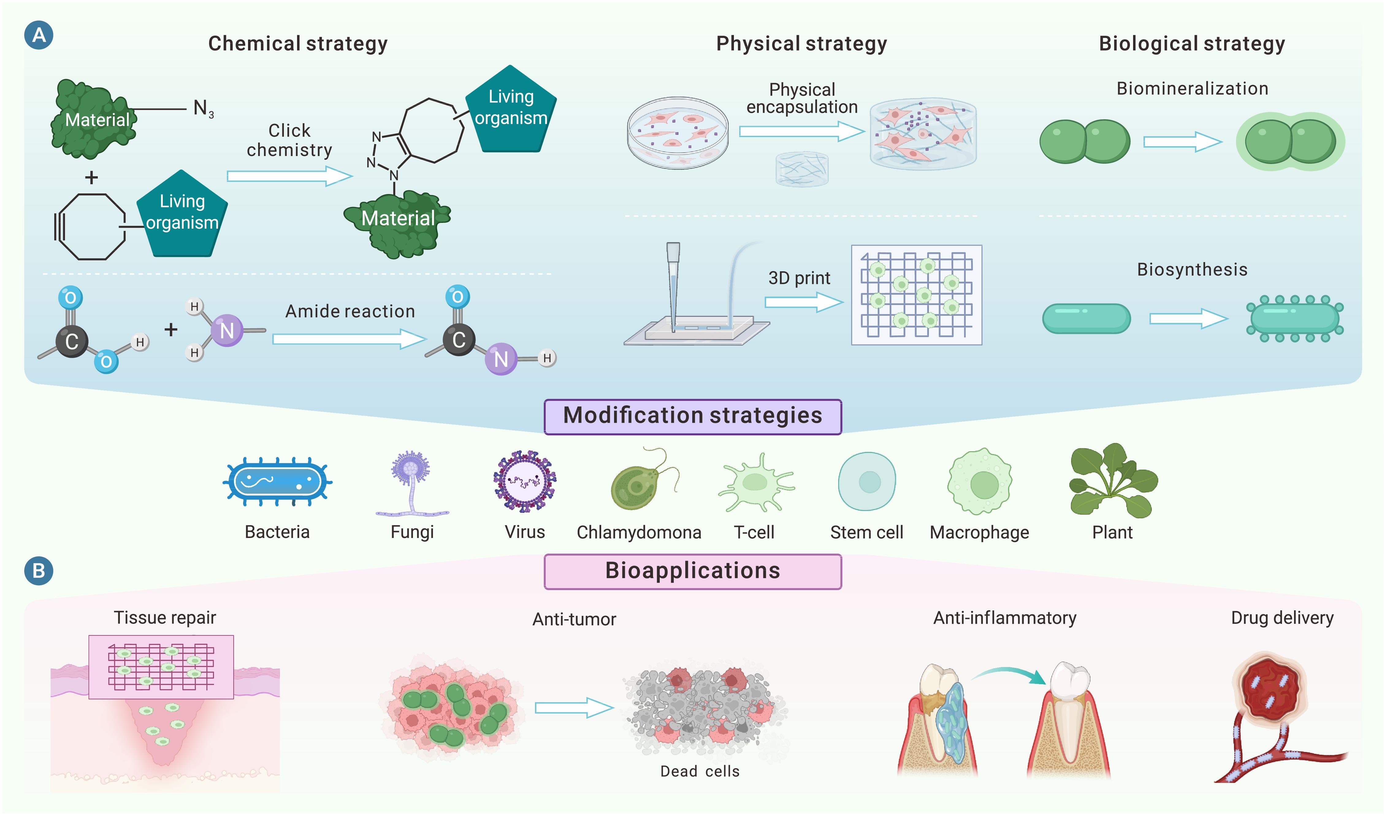 Innovations in living biomaterials